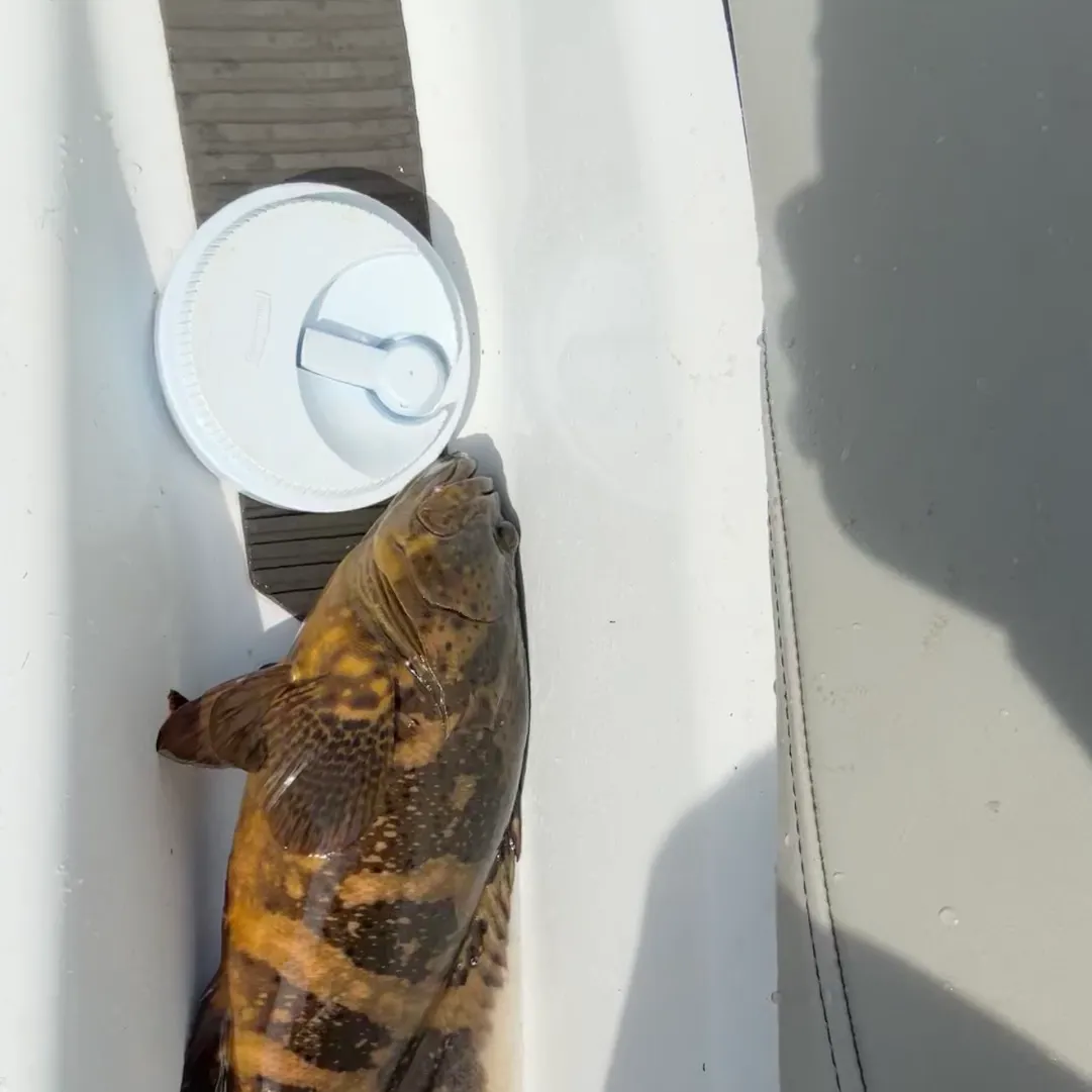 The most recent Pacific goliath grouper catches on Fishbrain