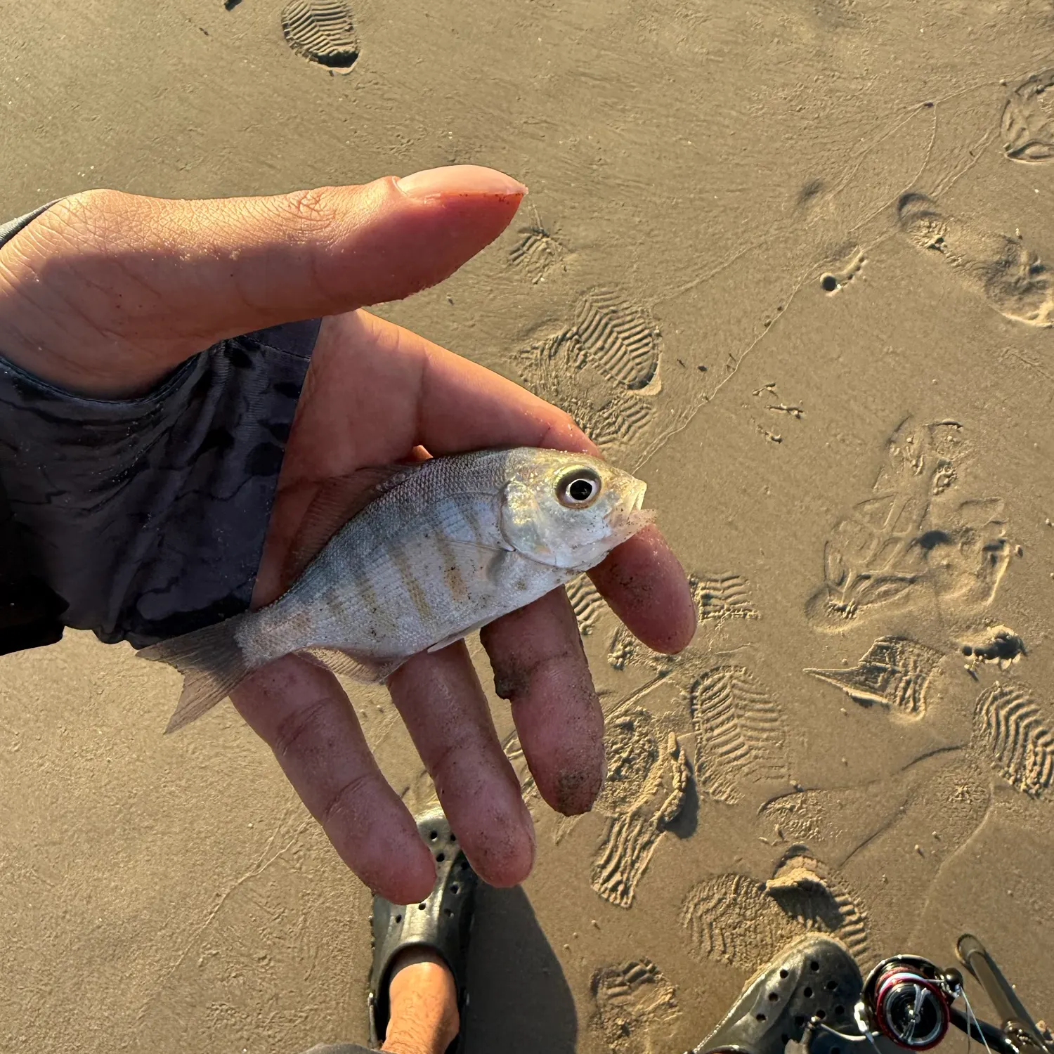 Barred surfperch caught on Fishbrain