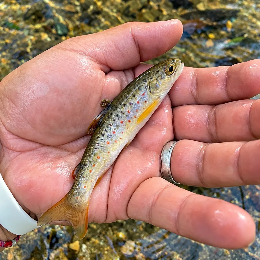 Brown trout caught on Fishbrain