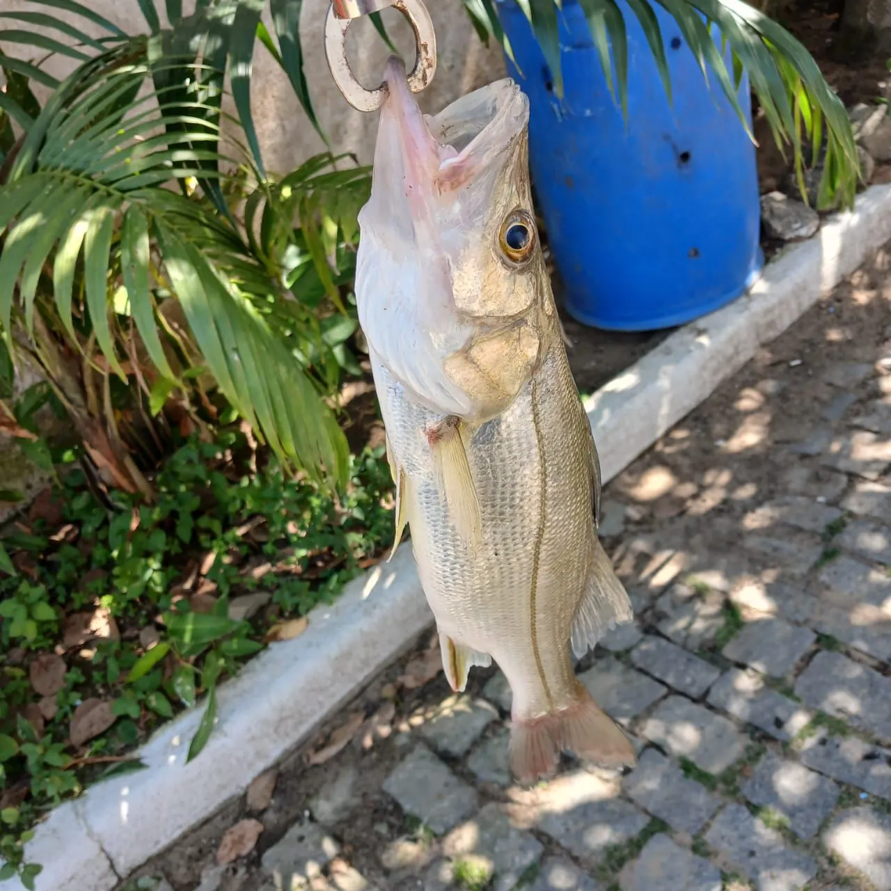 Common snook caught on Fishbrain