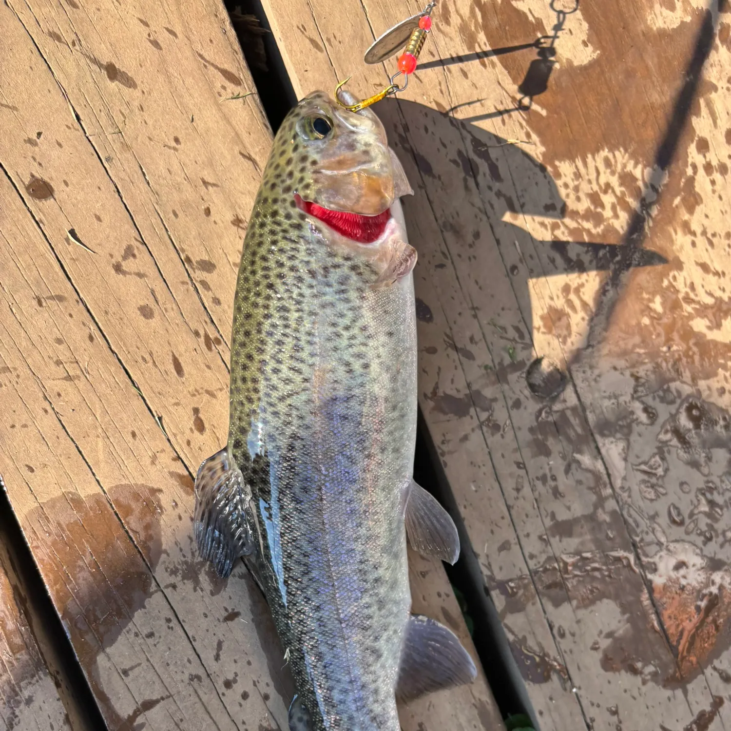 The most recent Rainbow trout catches on Fishbrain