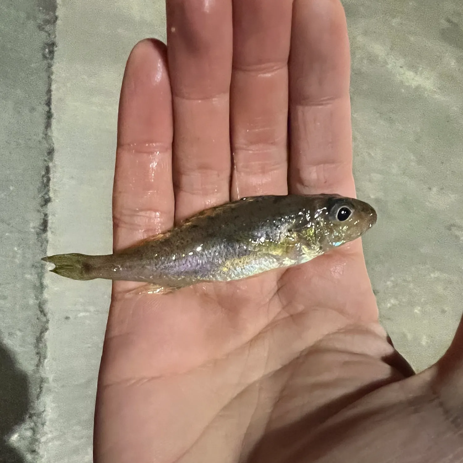 The most recent Eurasian ruffe catches on Fishbrain