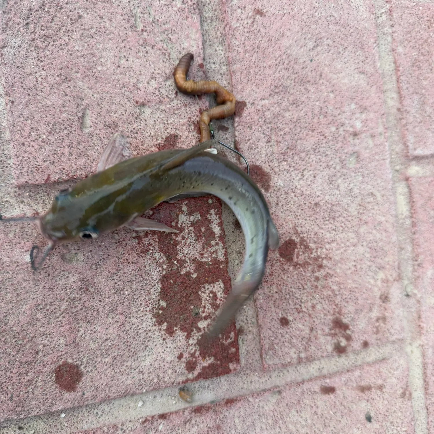 Channel catfish caught on Fishbrain