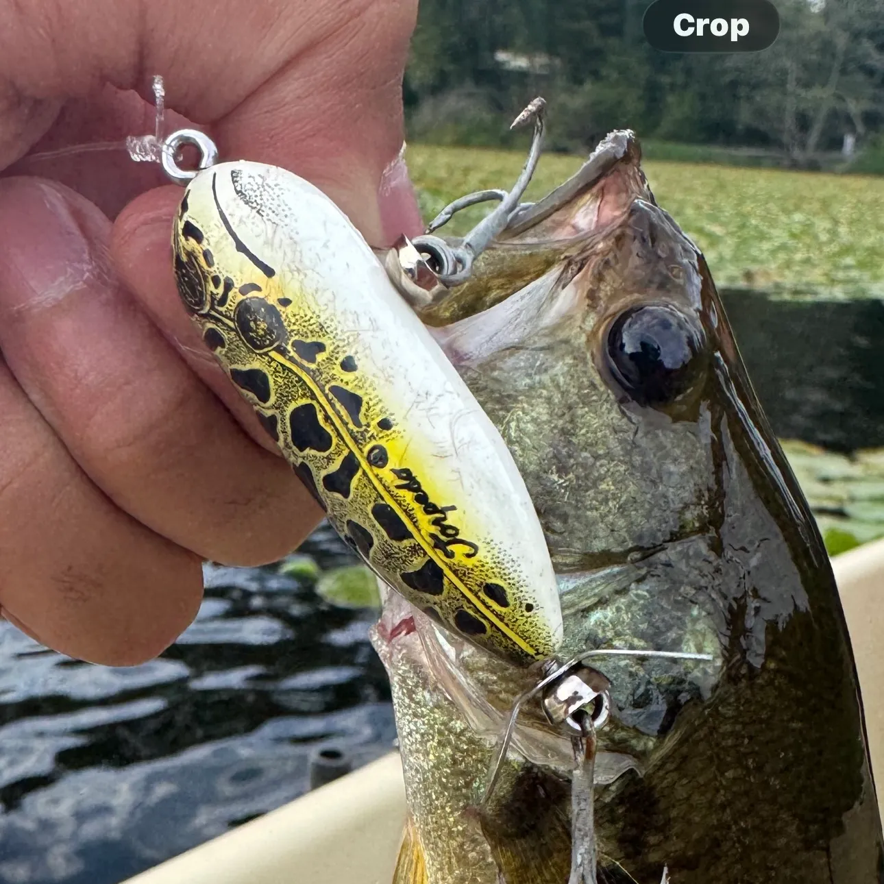 Largemouth bass caught on Fishbrain