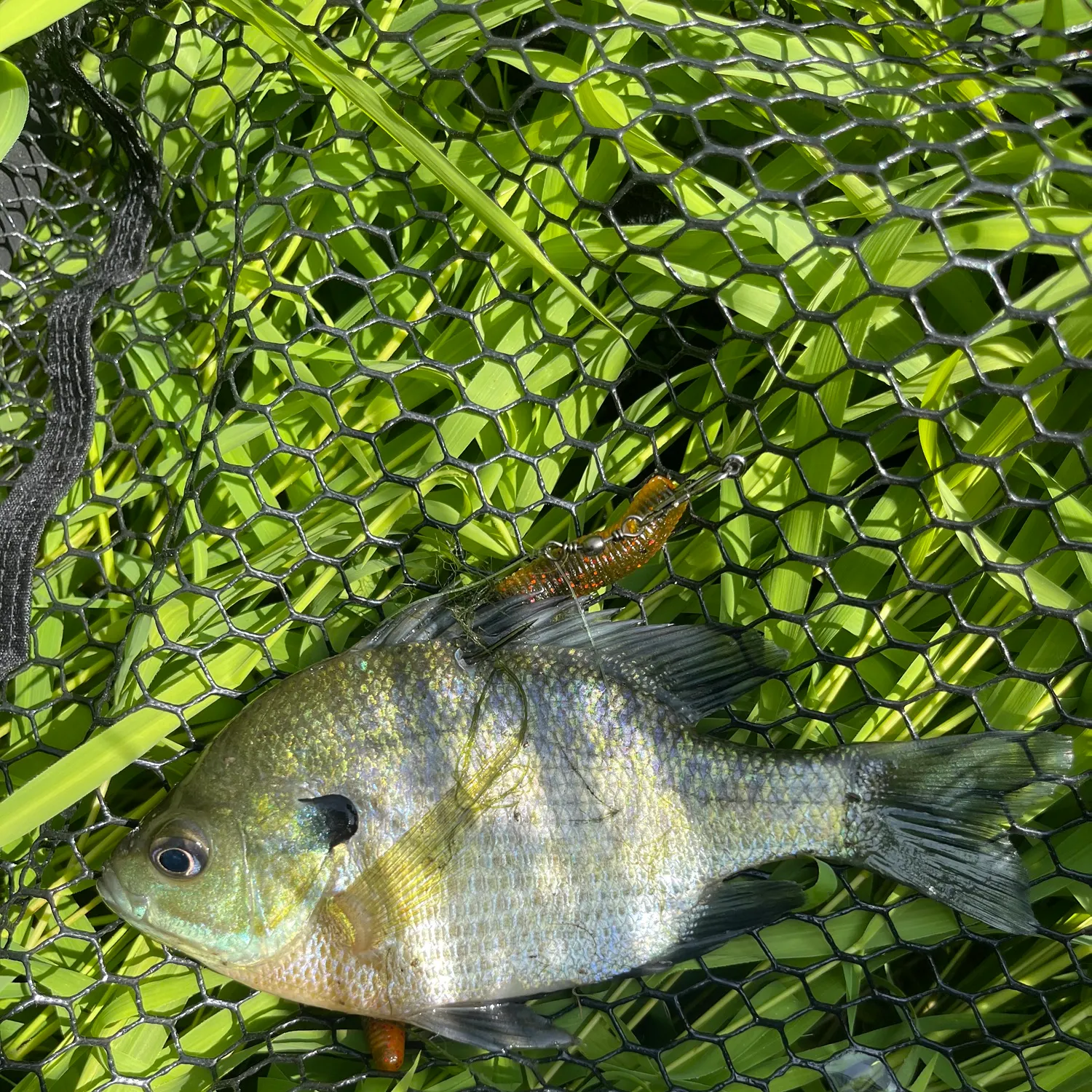 Bluegill caught on Fishbrain