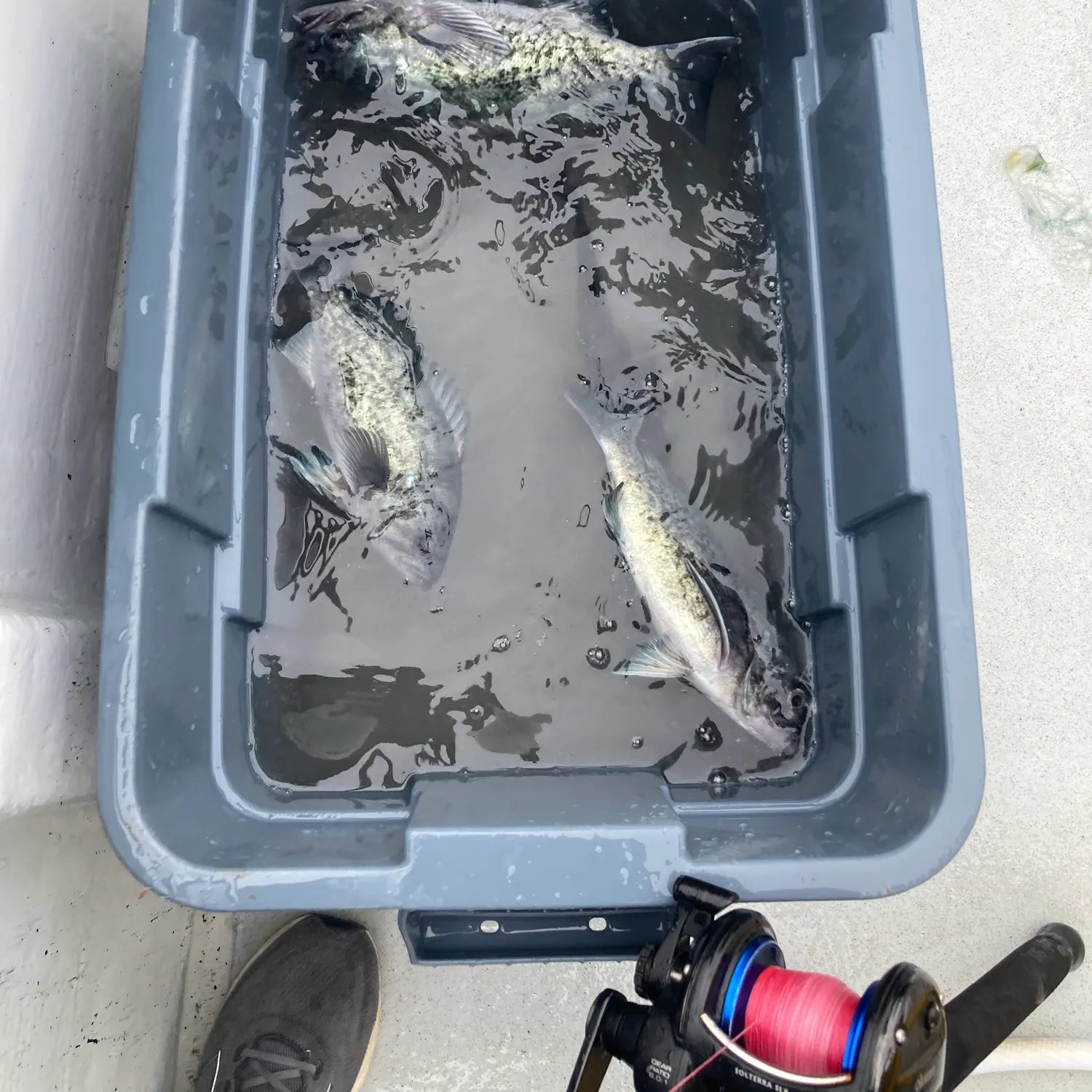 The most recent Blue rockfish catches on Fishbrain