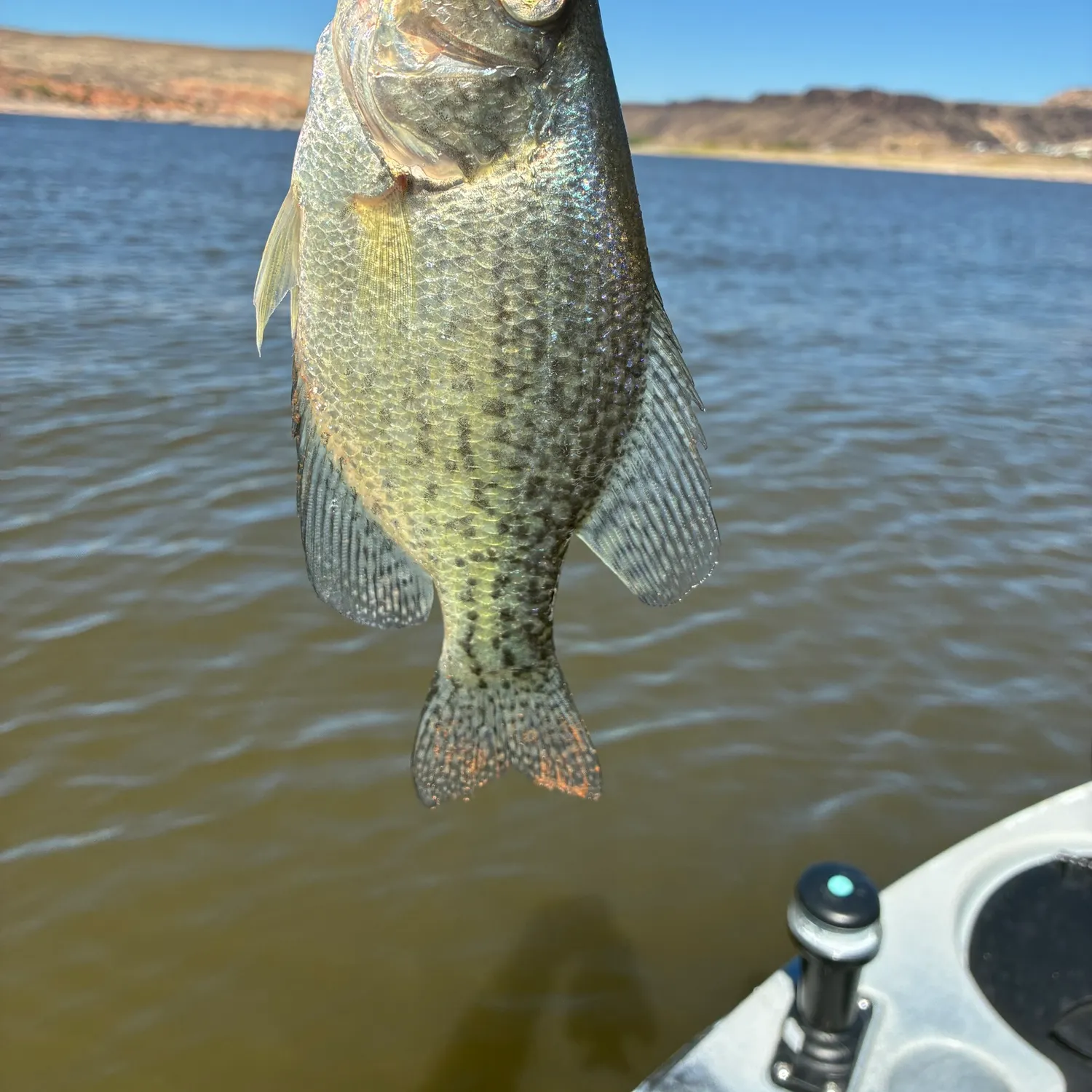 Black crappie caught on Fishbrain