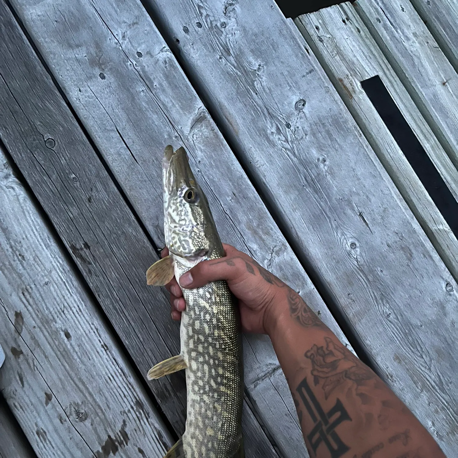 recently logged catches