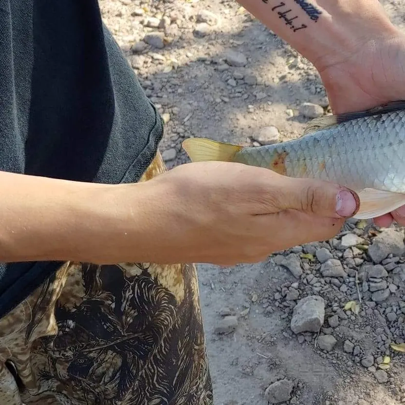Common carp caught on Fishbrain