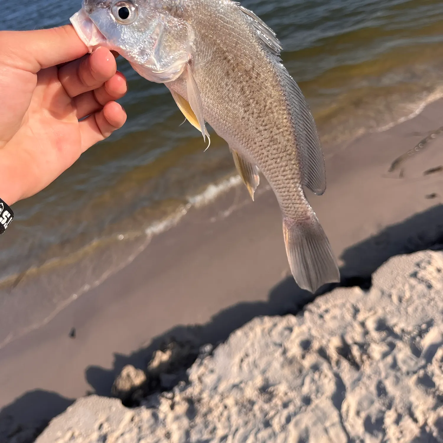 Freshwater drum caught on Fishbrain