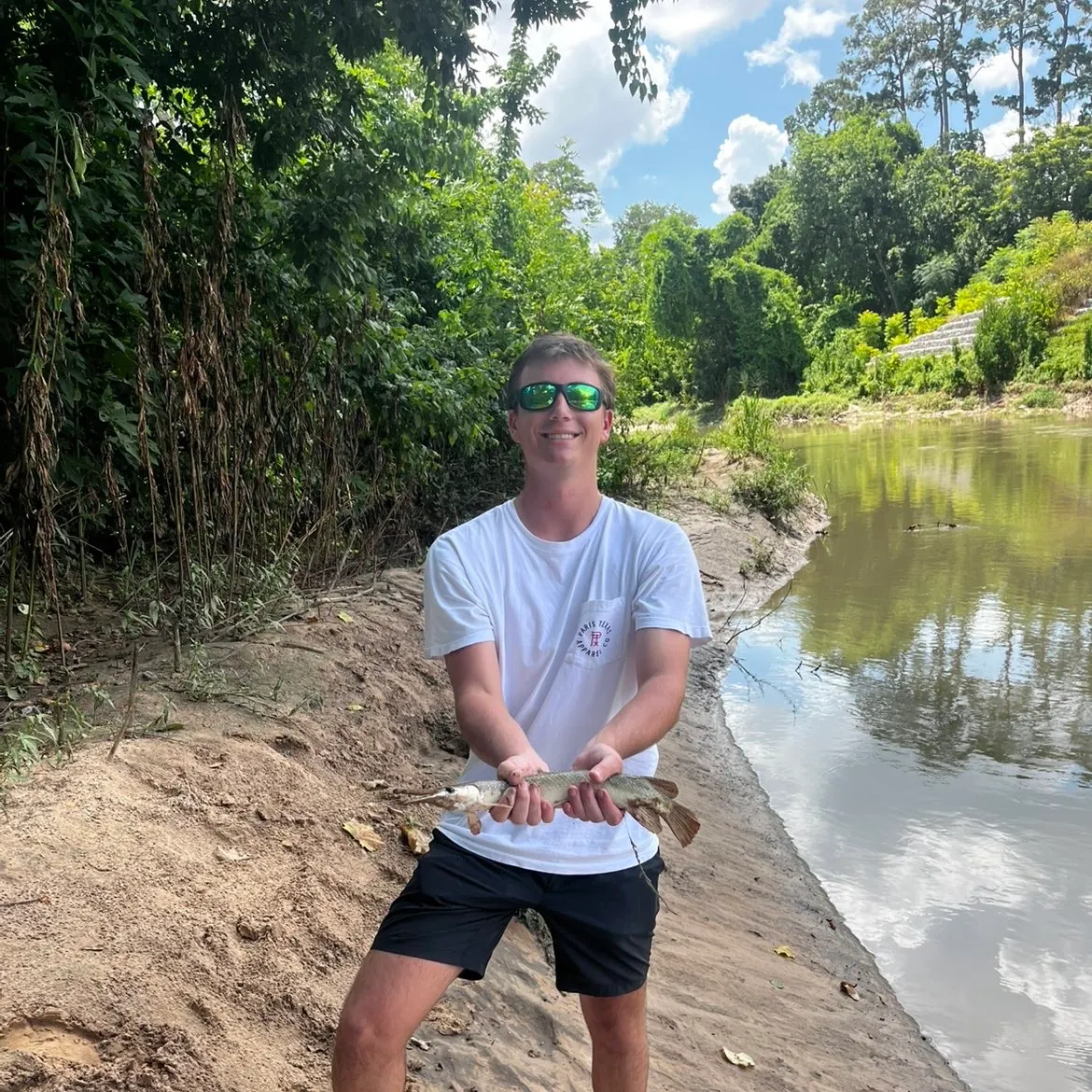 The most recent Alligator gar catches on Fishbrain