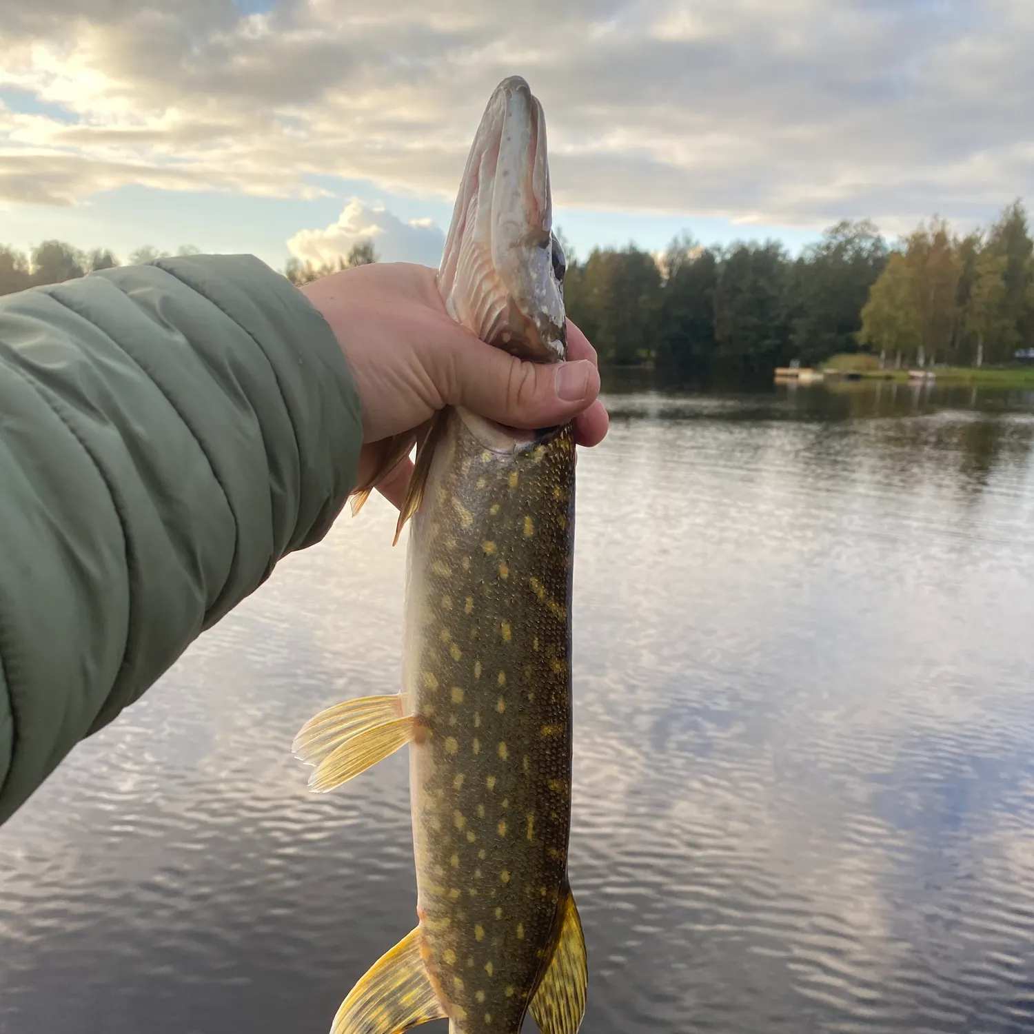 Northern pike caught on Fishbrain
