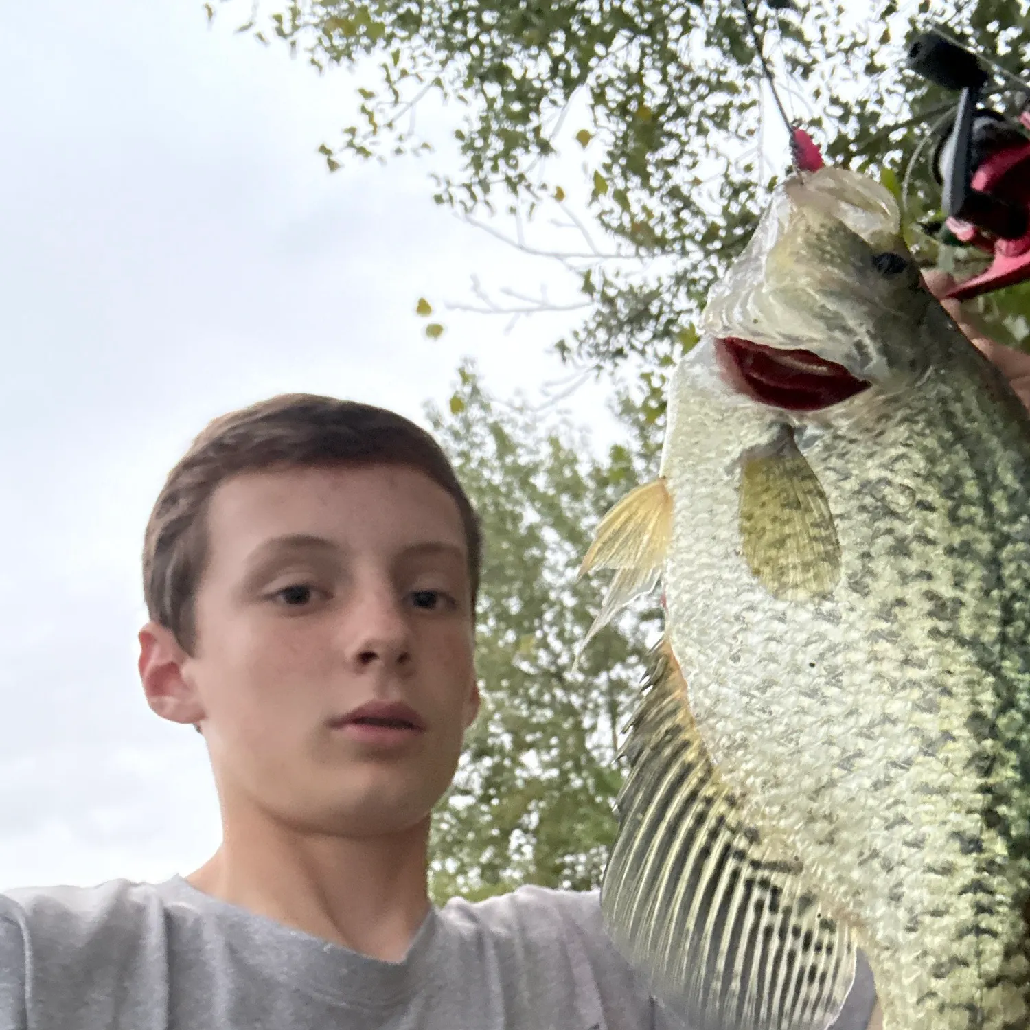 Black crappie caught on Fishbrain
