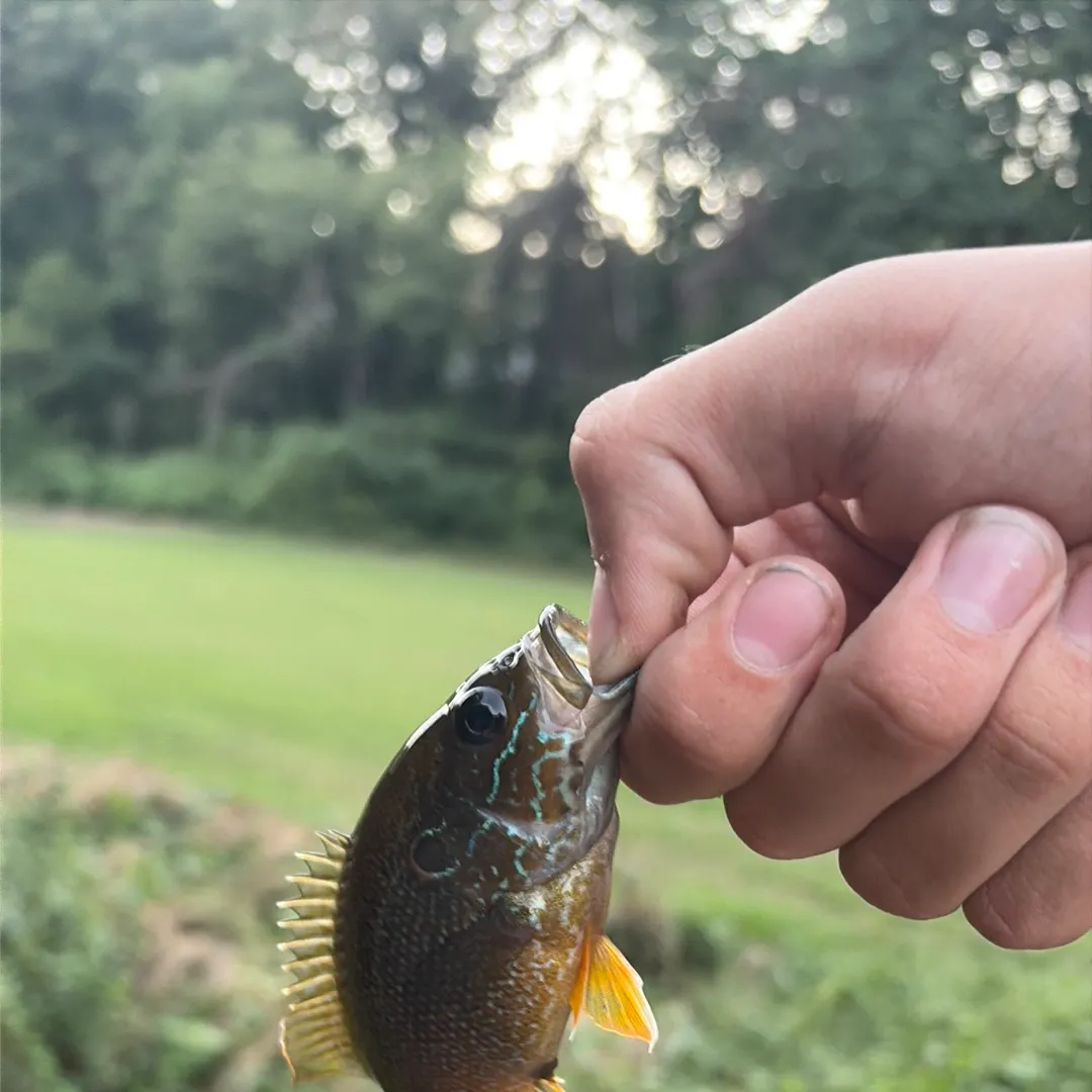 Green sunfish caught on Fishbrain