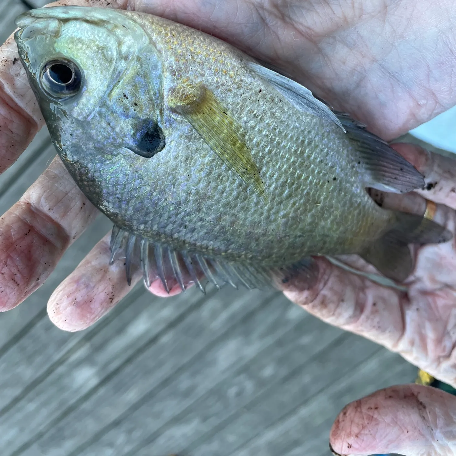 Bluegill caught on Fishbrain