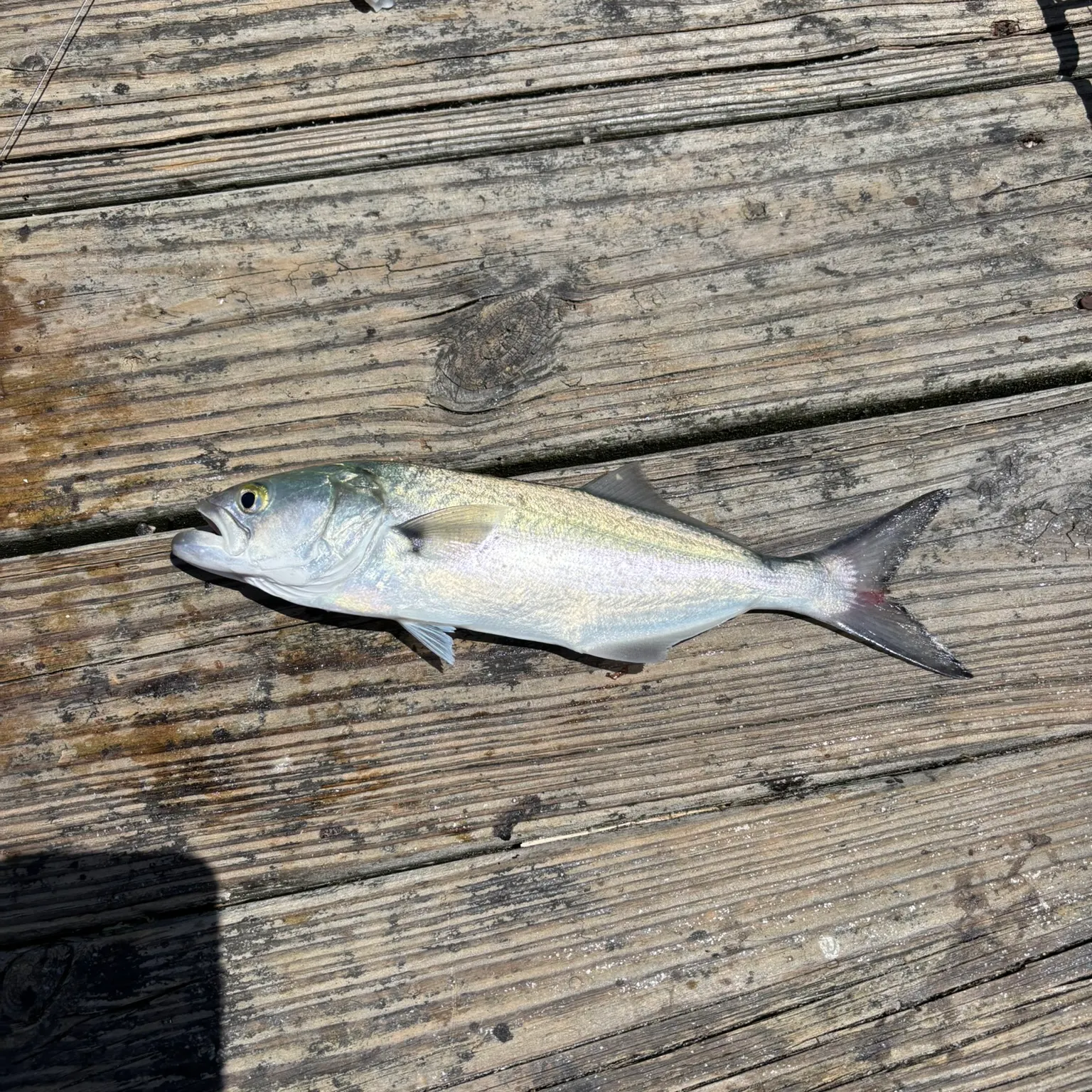 The most recent Bluefish catches on Fishbrain