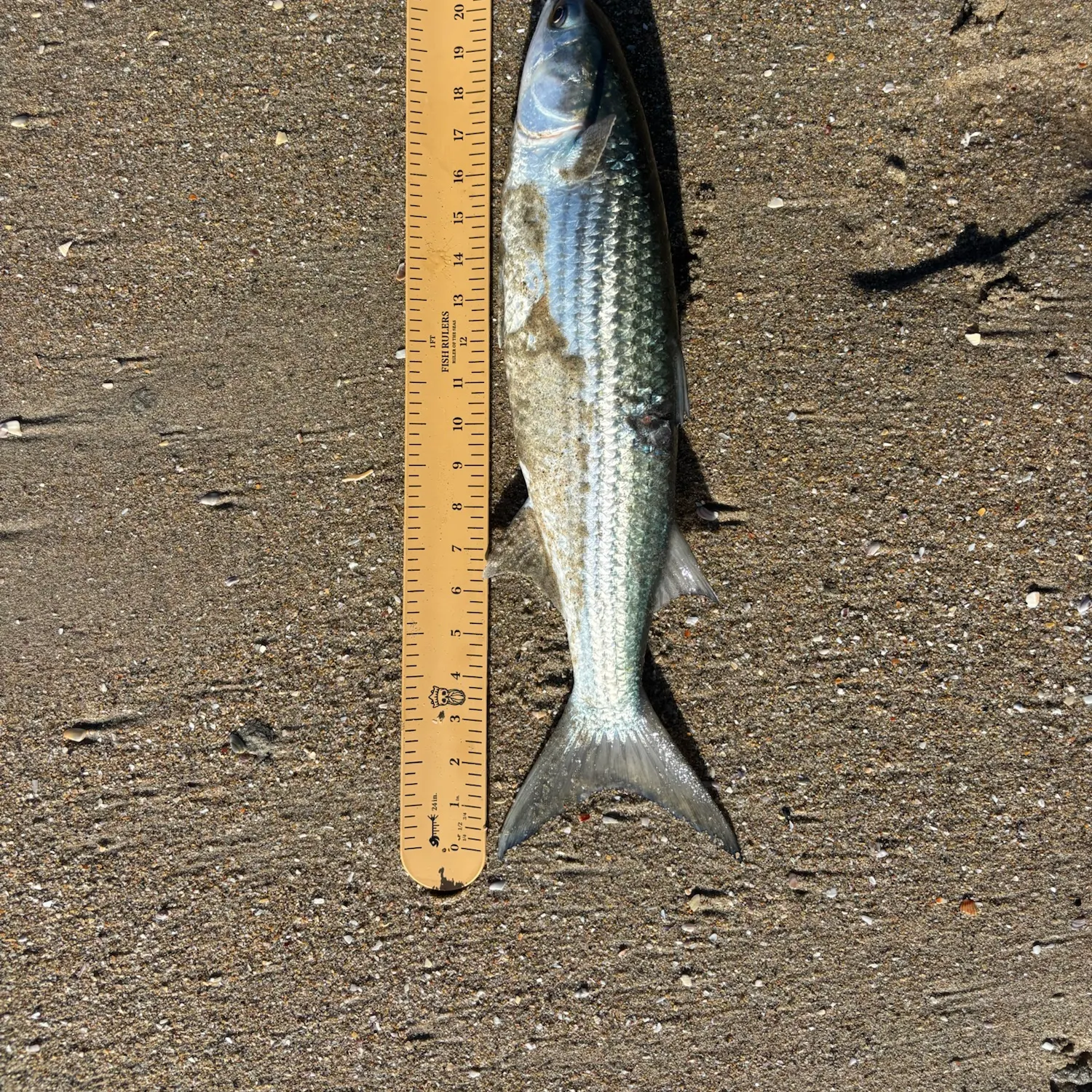 Striped mullet caught on Fishbrain