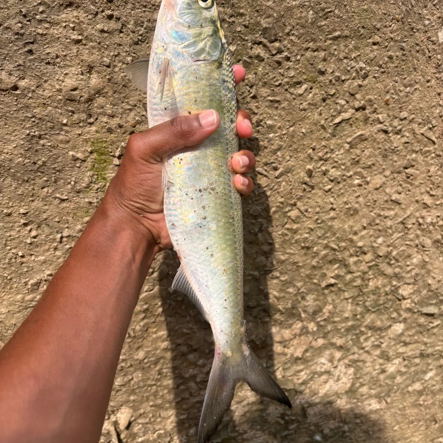 most liked catch image