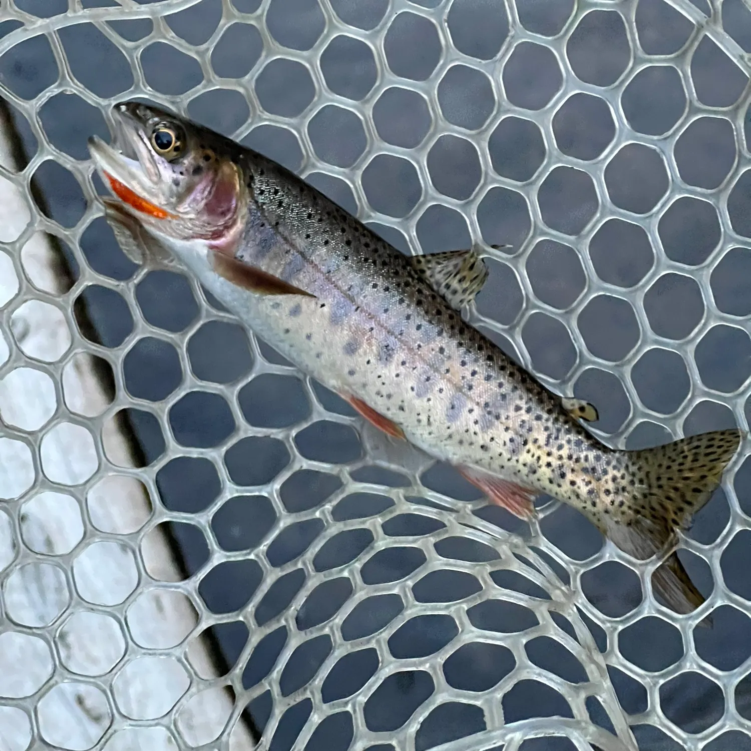 Bear River cutthroat trout caught on Fishbrain