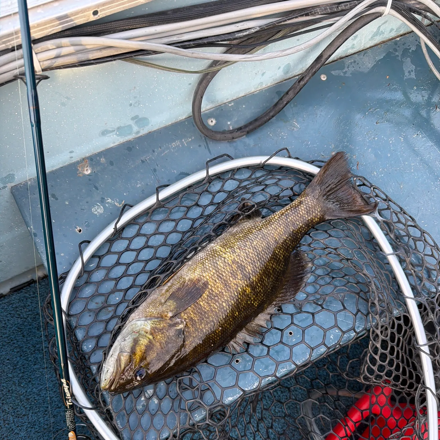 Smallmouth bass caught on Fishbrain