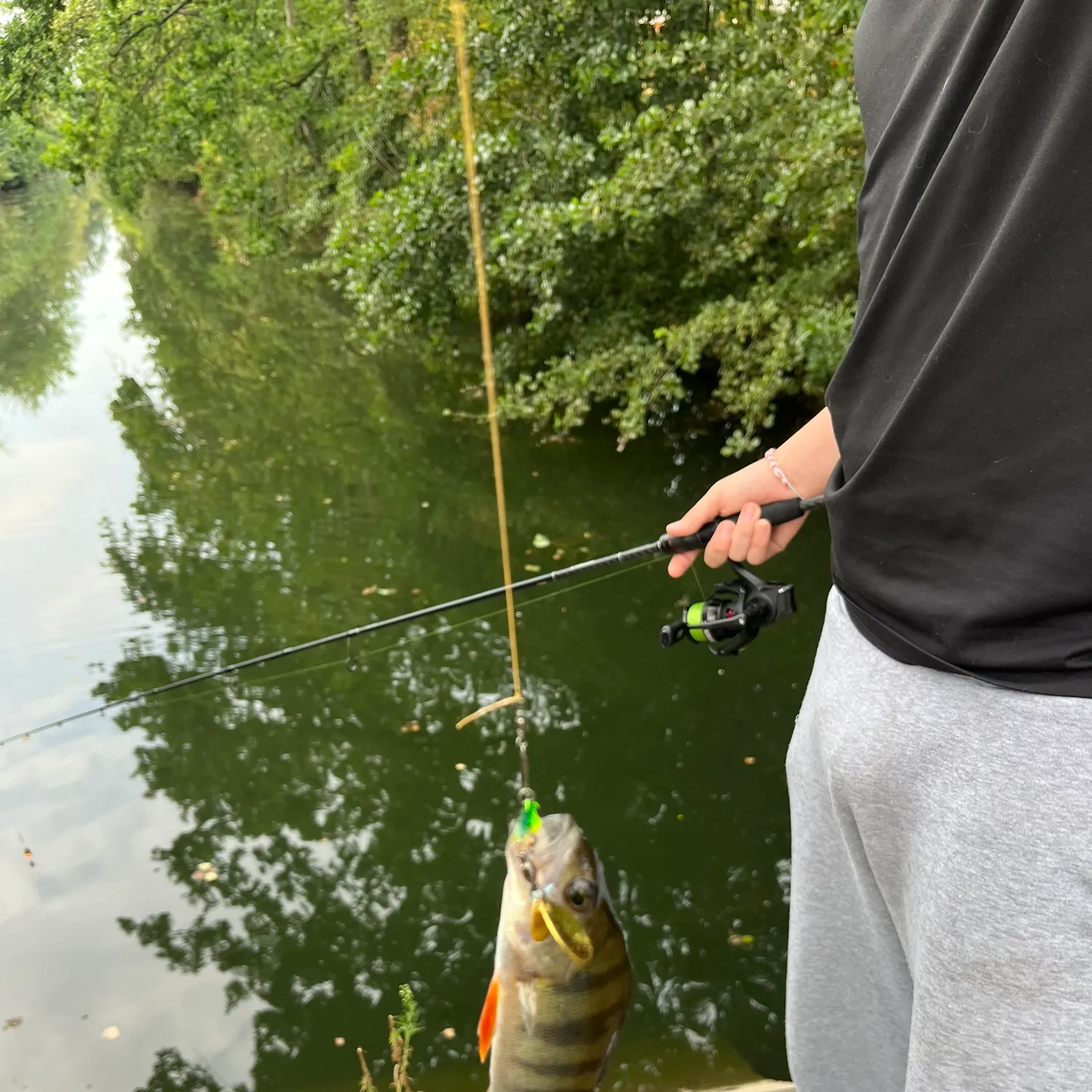 European perch caught on Fishbrain