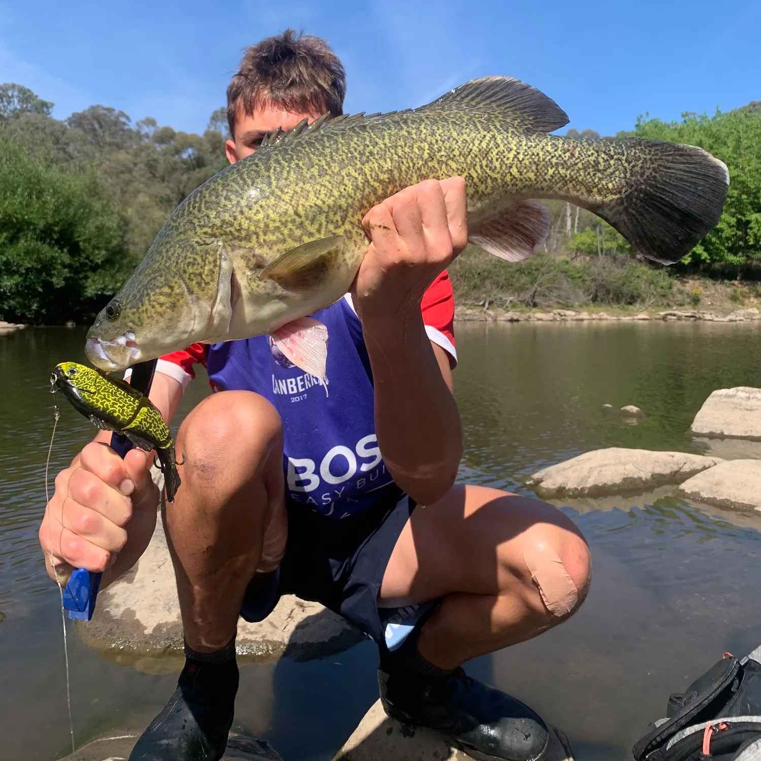 The most recent Murray cod catches on Fishbrain