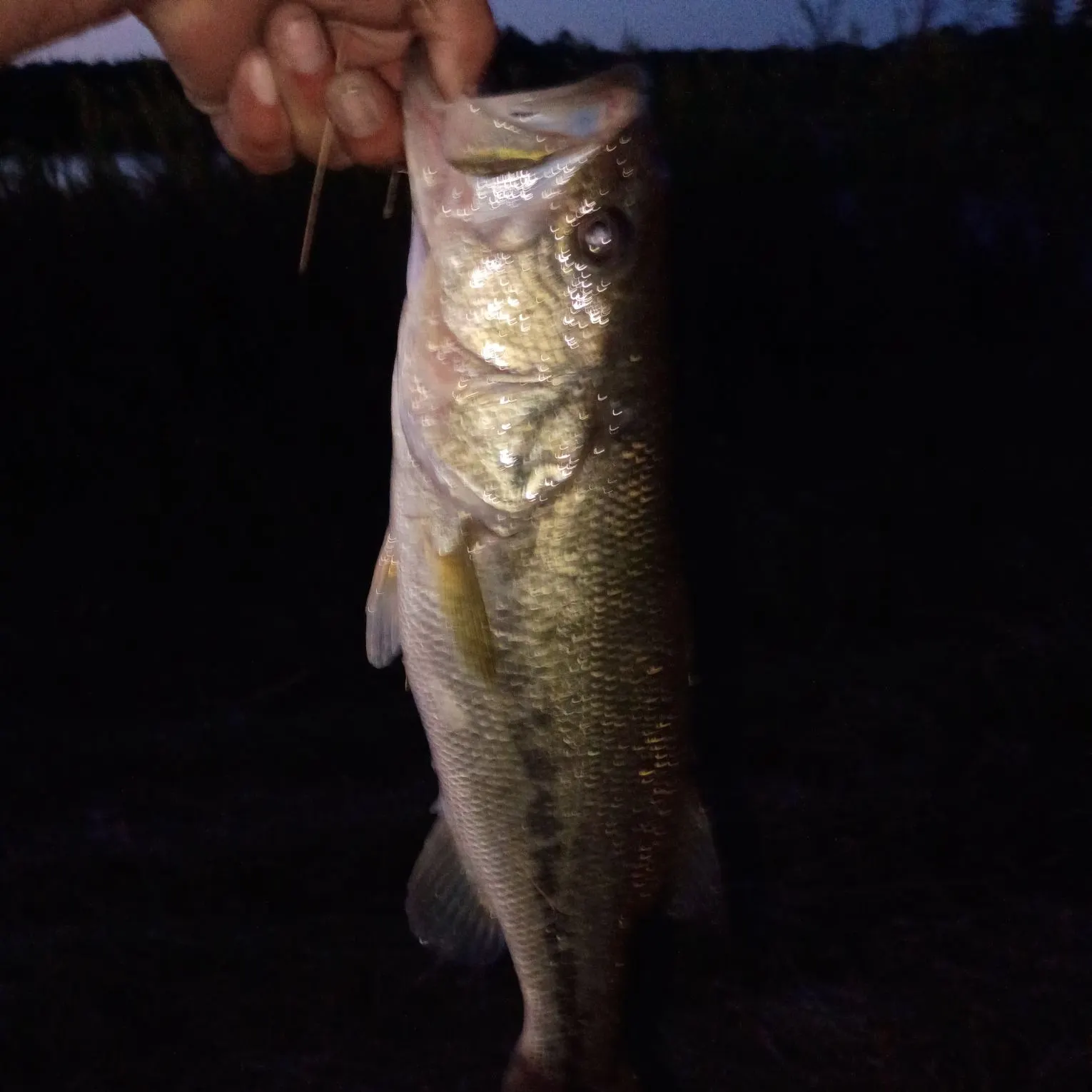 Fish caught on Fishbrain