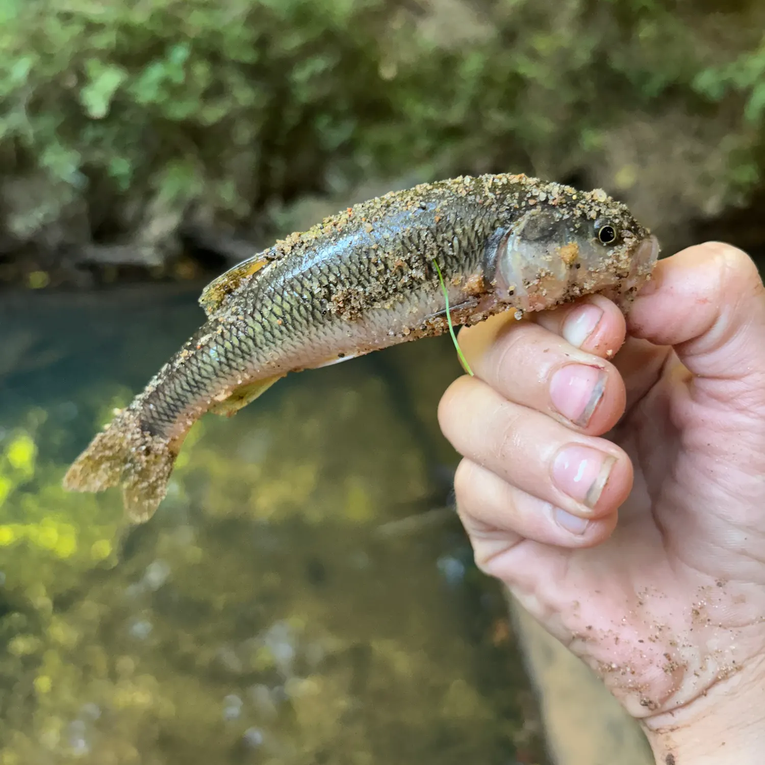 White sucker caught on Fishbrain