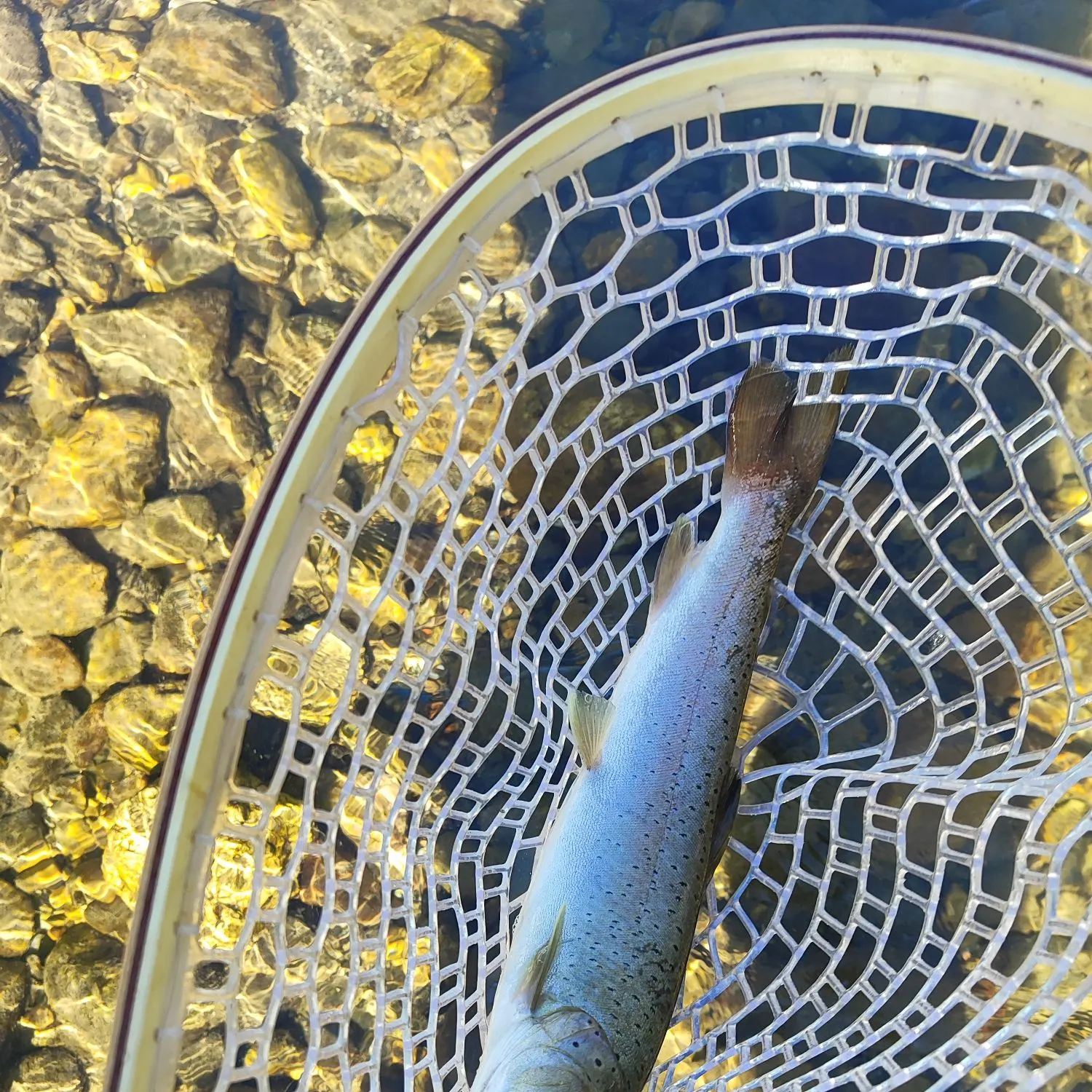 The most recent Huchen catches on Fishbrain