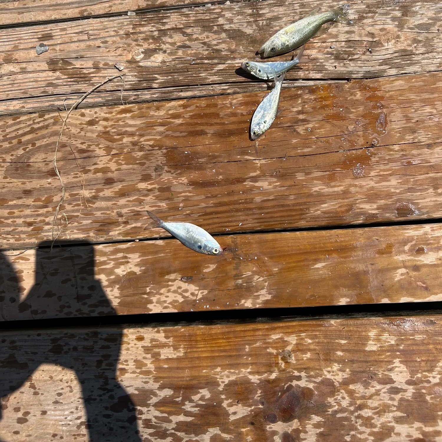 The most recent American gizzard shad catches on Fishbrain