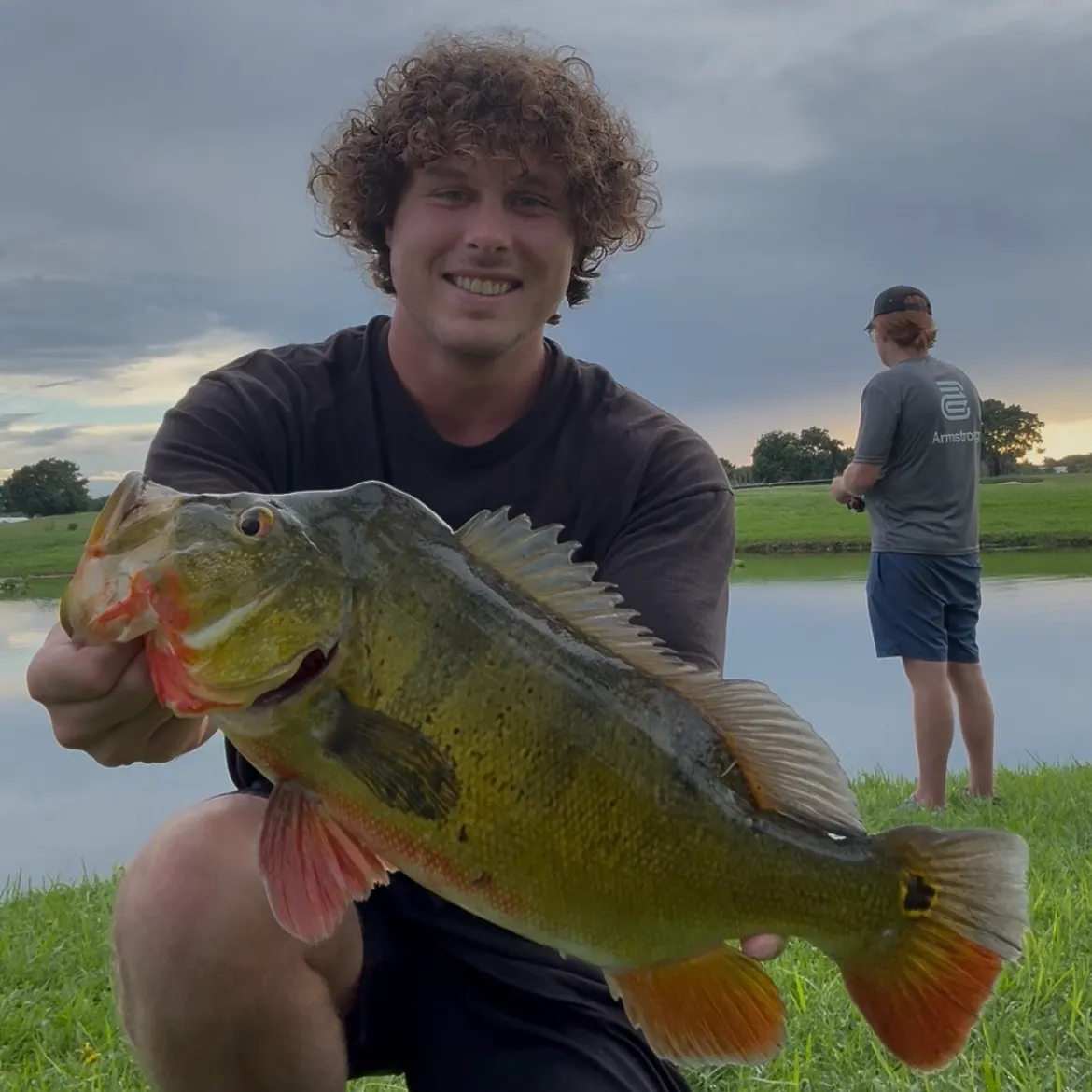 Butterfly peacock bass caught on Fishbrain