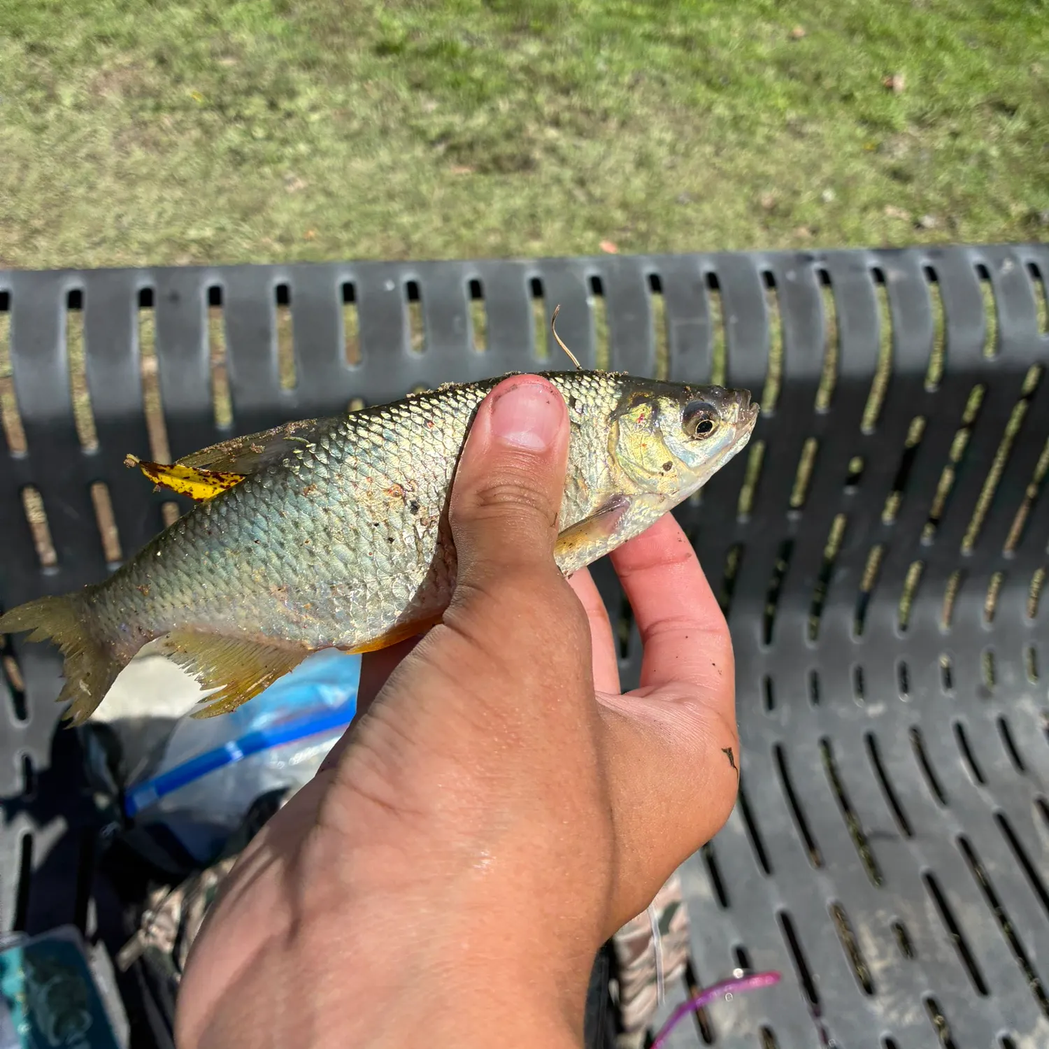 Golden shiner caught on Fishbrain