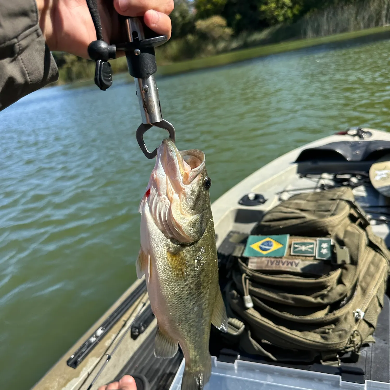 Largemouth bass caught on Fishbrain