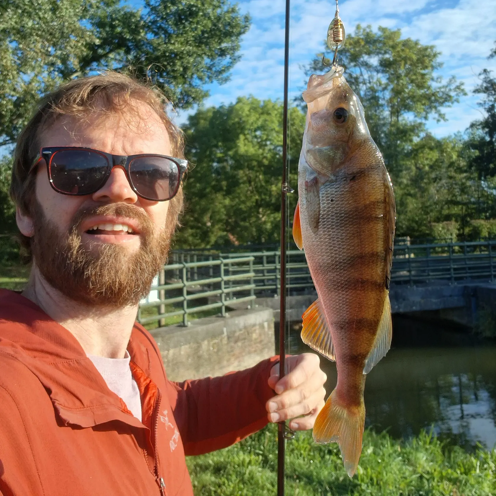 European perch caught on Fishbrain