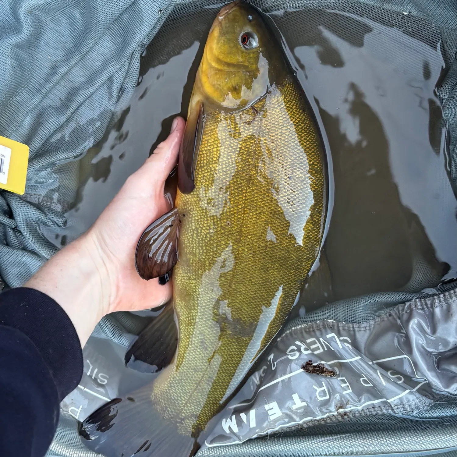 The most recent Tench catches on Fishbrain