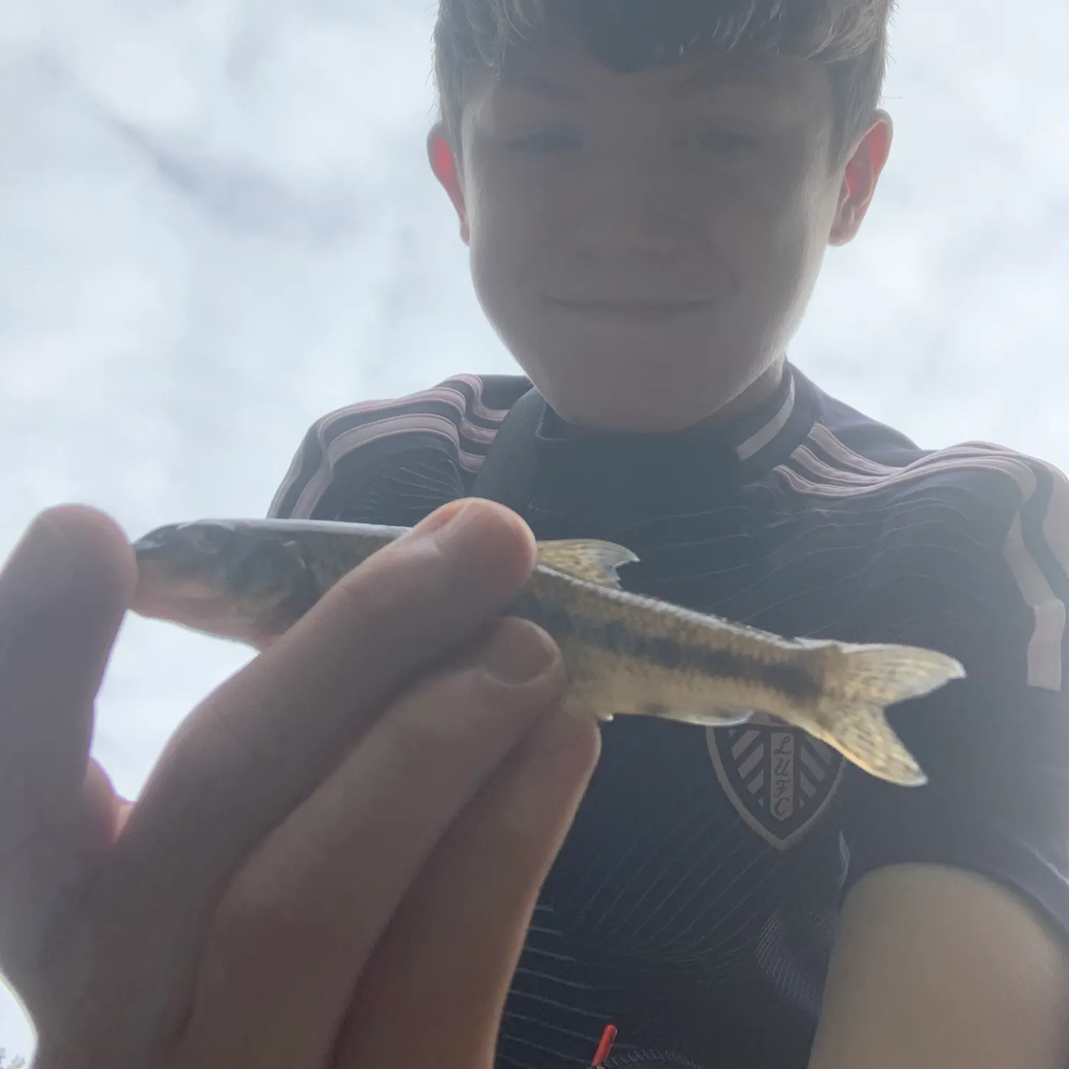 The most recent Gudgeon catches on Fishbrain