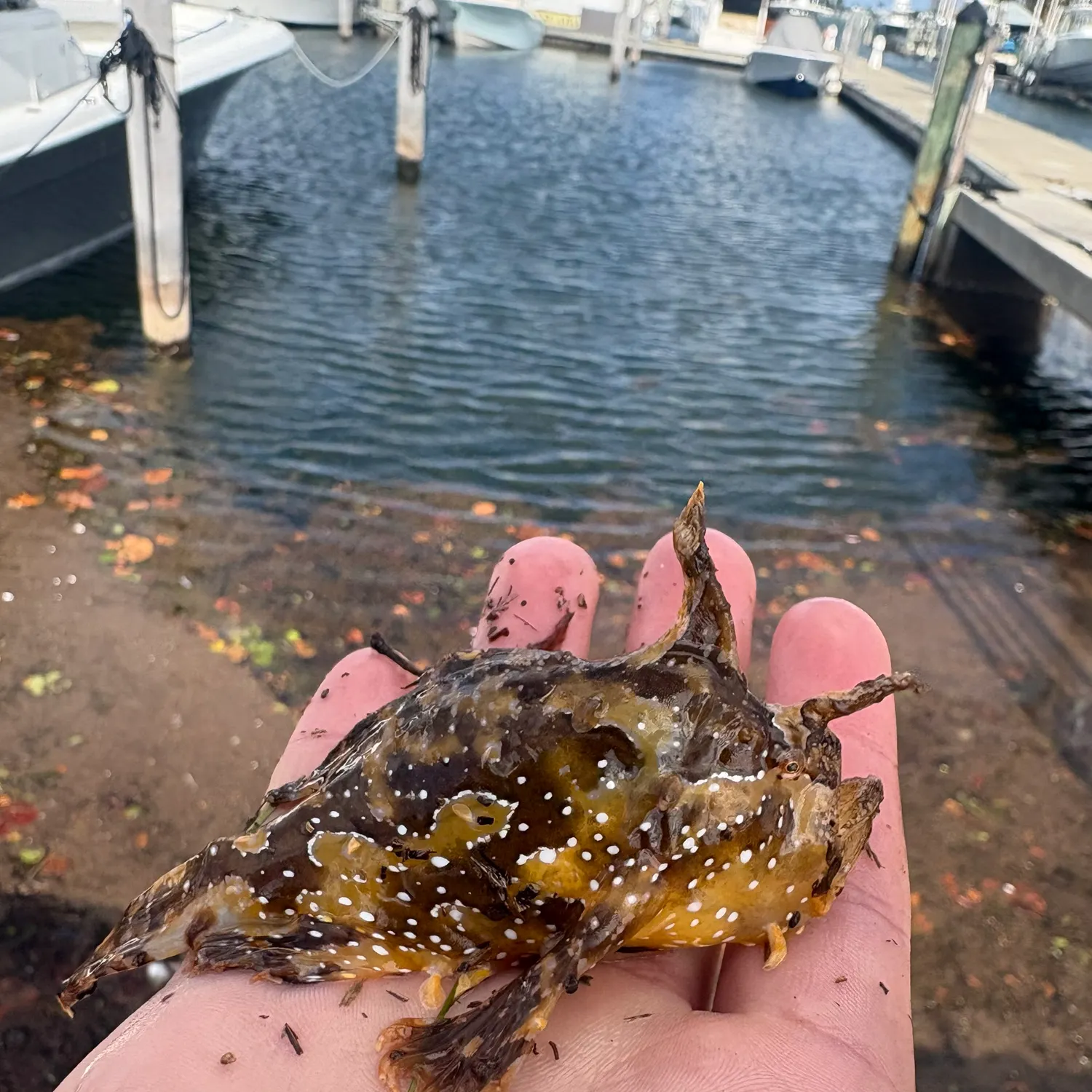 The most recent Sargassumfish catches on Fishbrain