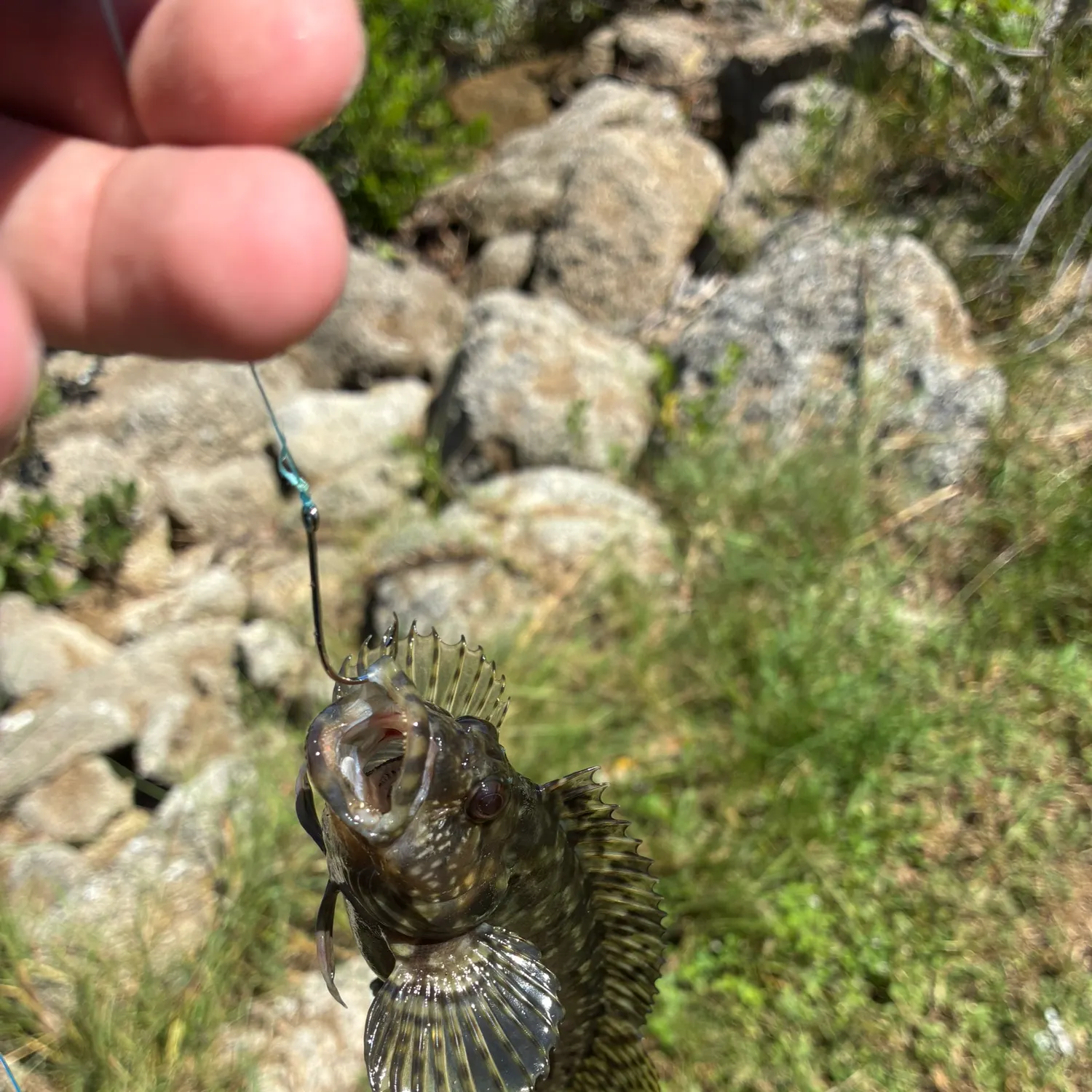 Grass rockfish caught on Fishbrain
