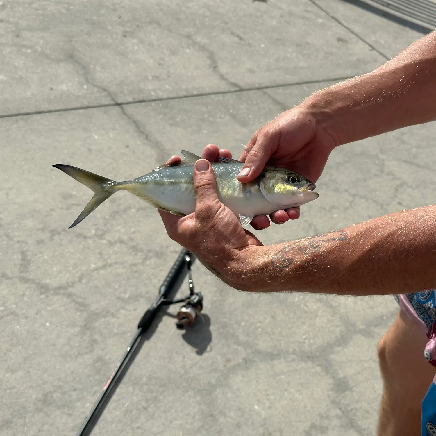 The most recent Yellow jack catches on Fishbrain