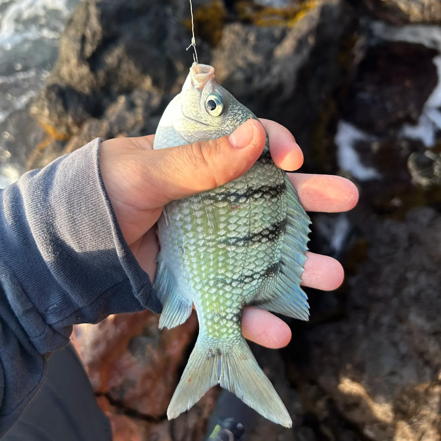 The most recent Hawaiian sergeant major catches on Fishbrain