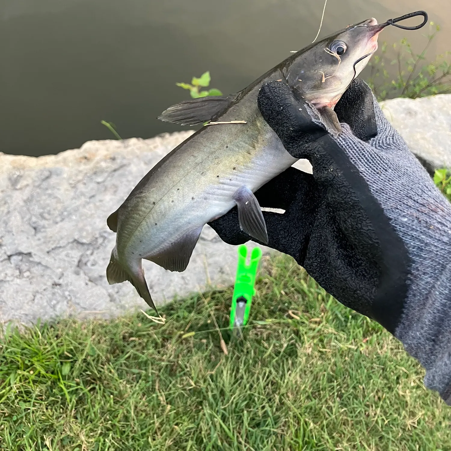 Channel catfish caught on Fishbrain