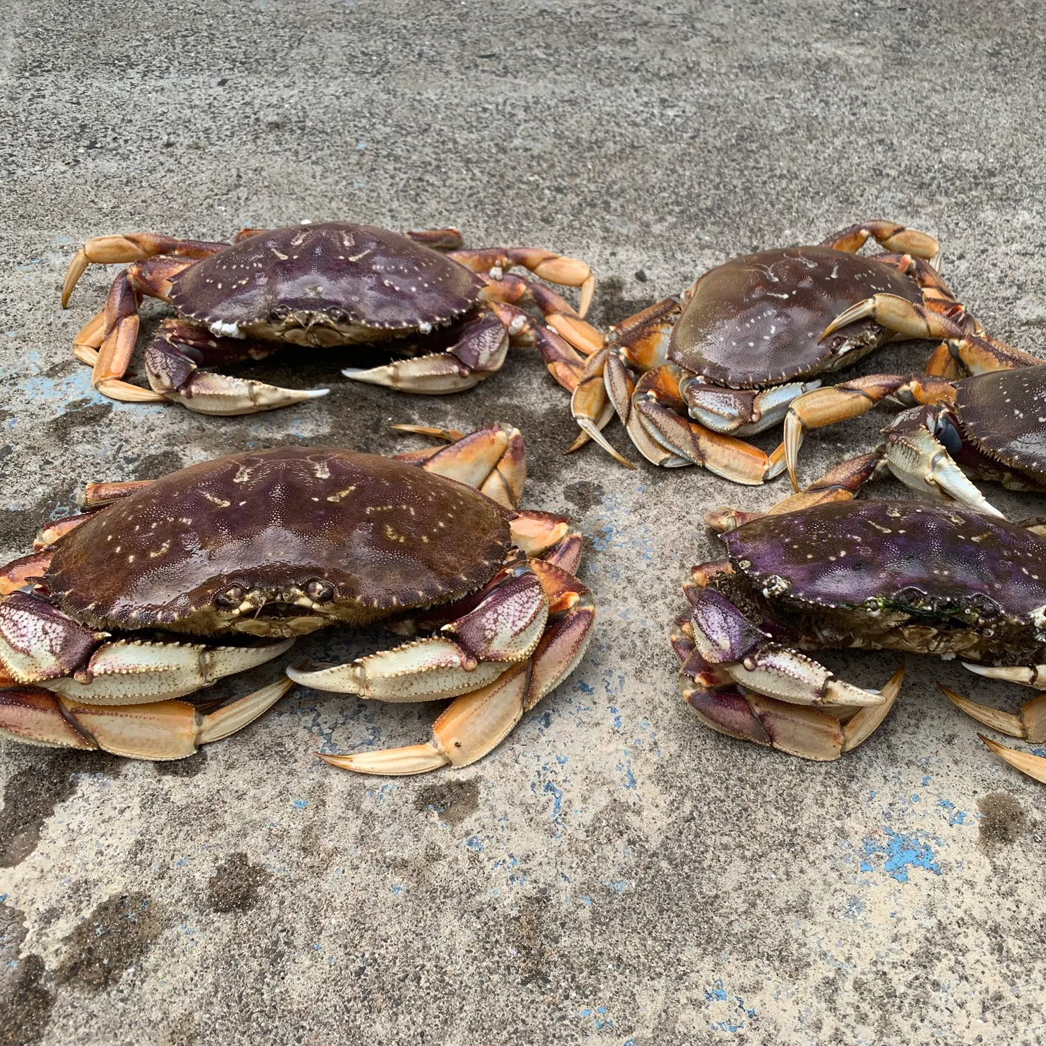 The most recent Dungeness crab catches on Fishbrain