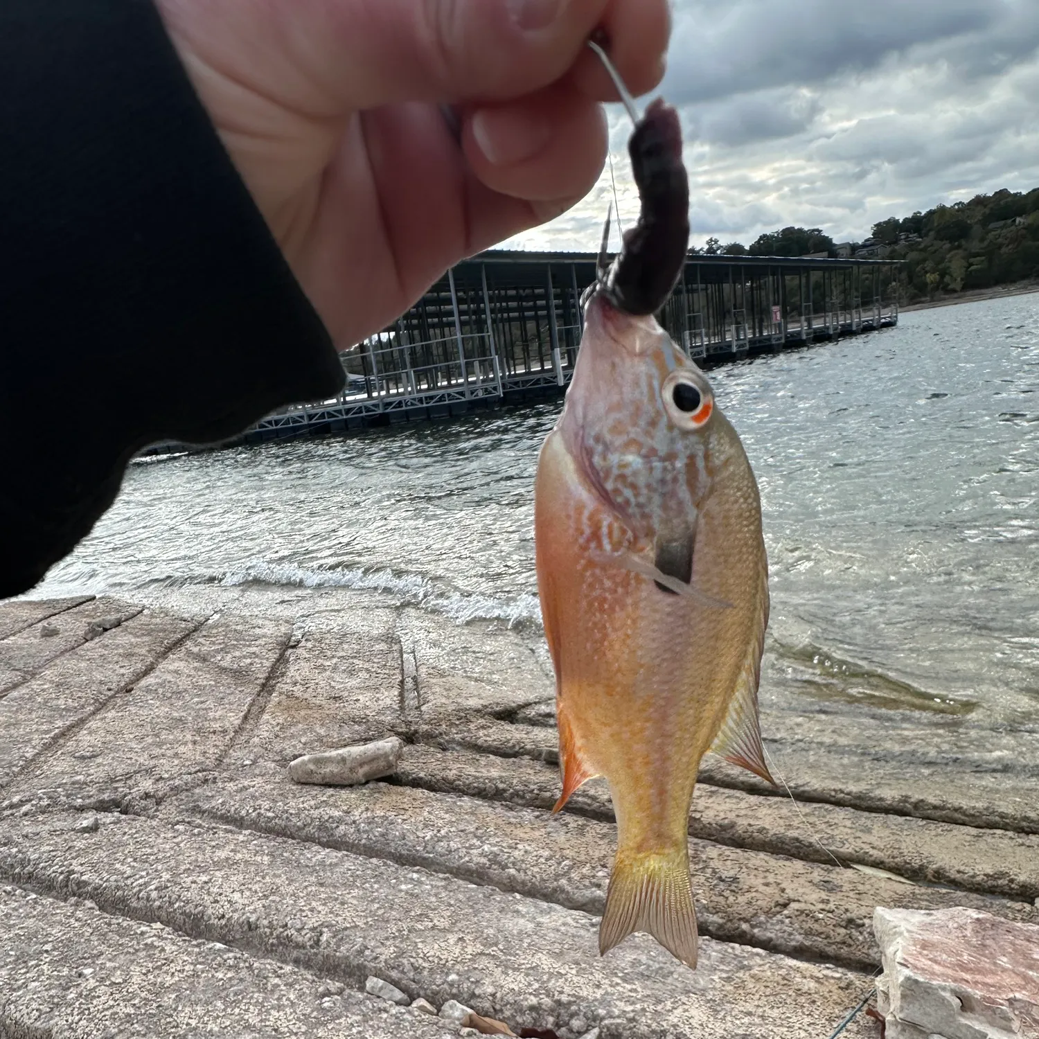 Longear sunfish caught on Fishbrain