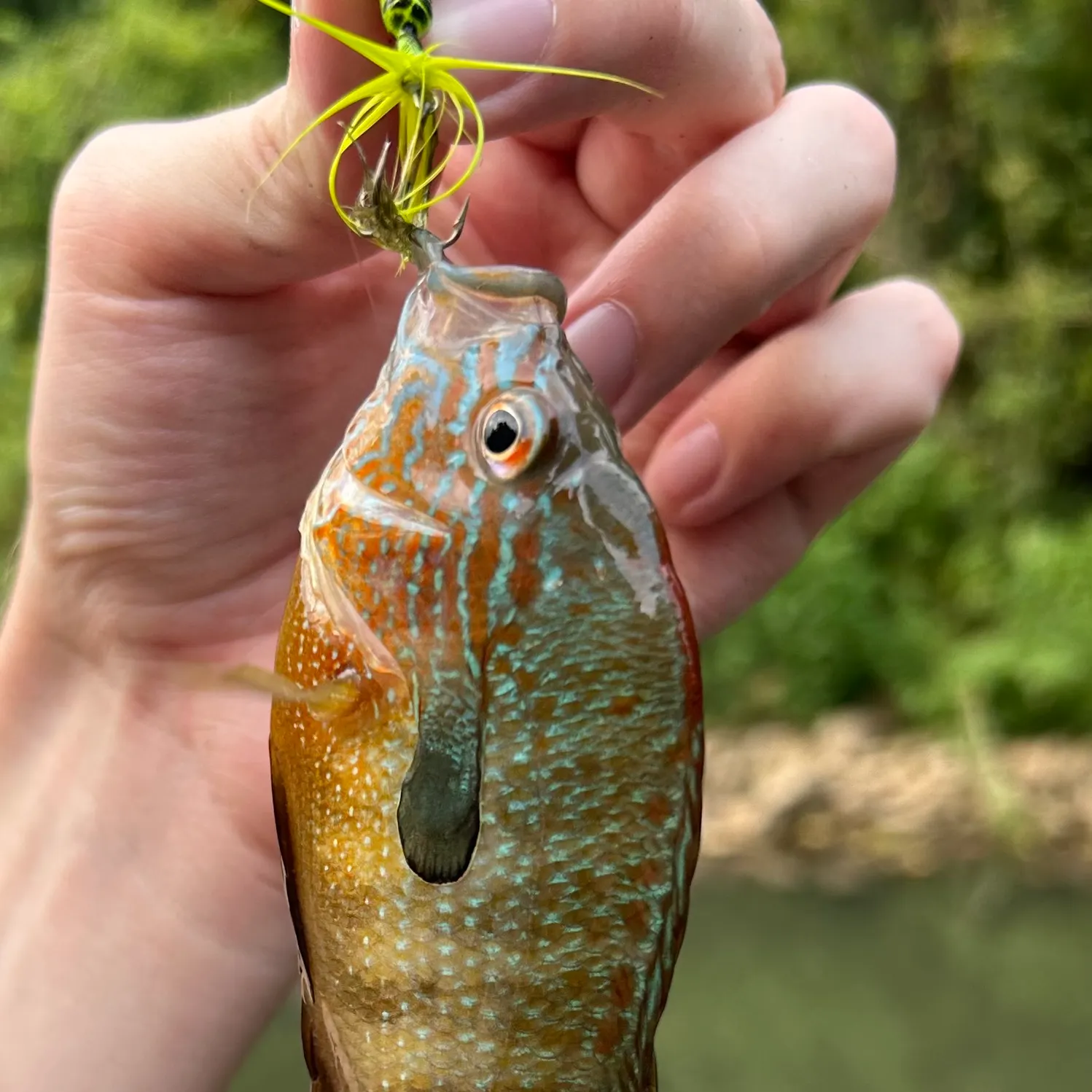 Longear sunfish caught on Fishbrain