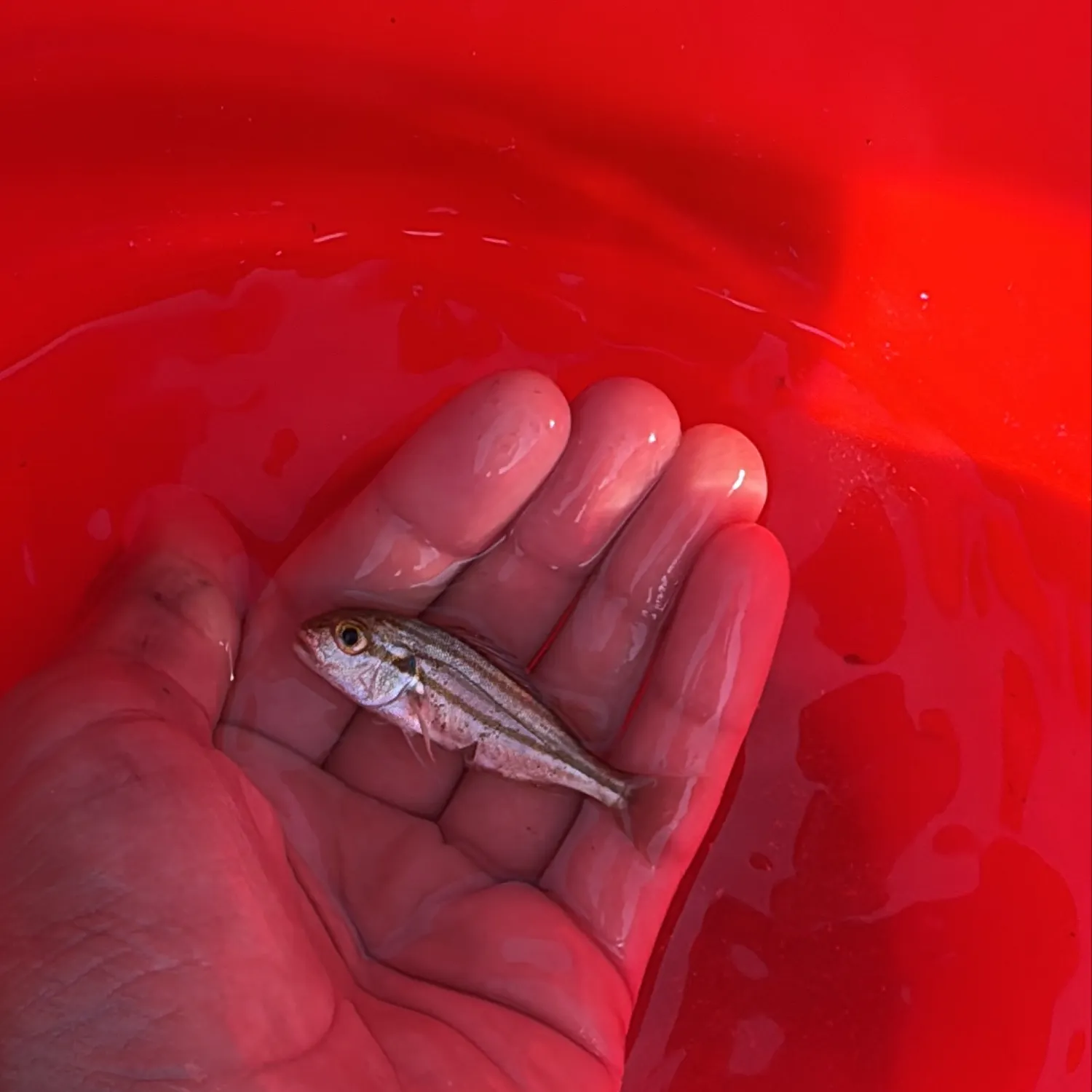 The most recent Yellow-lined grunter catches on Fishbrain