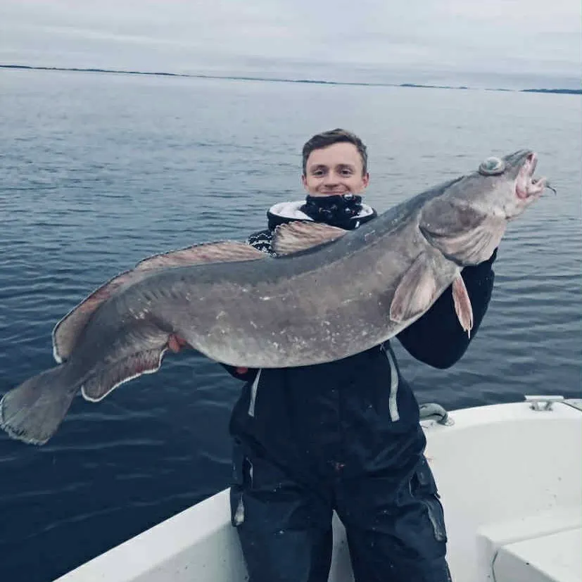 The most recent Common ling catches on Fishbrain