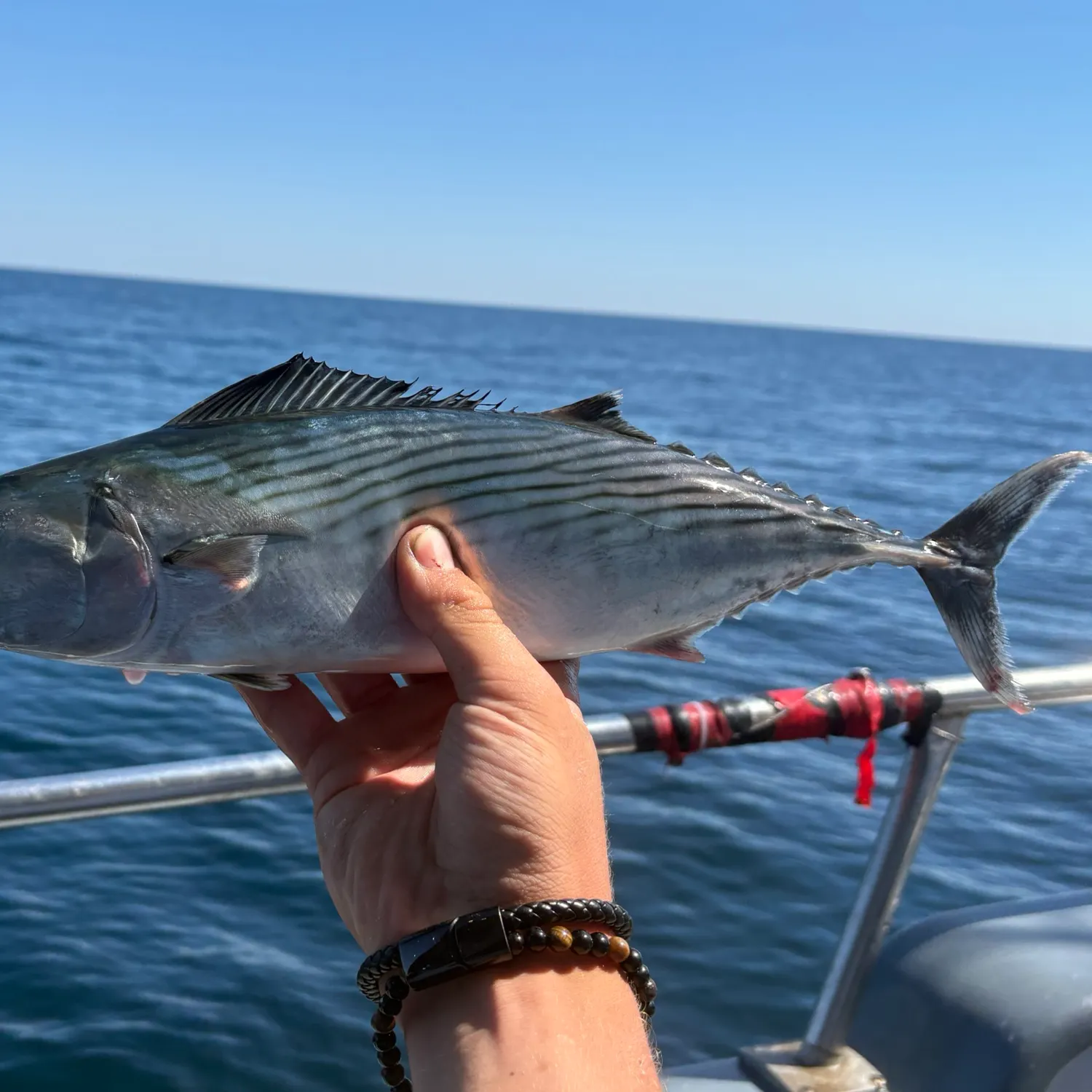 Atlantic bonito caught on Fishbrain