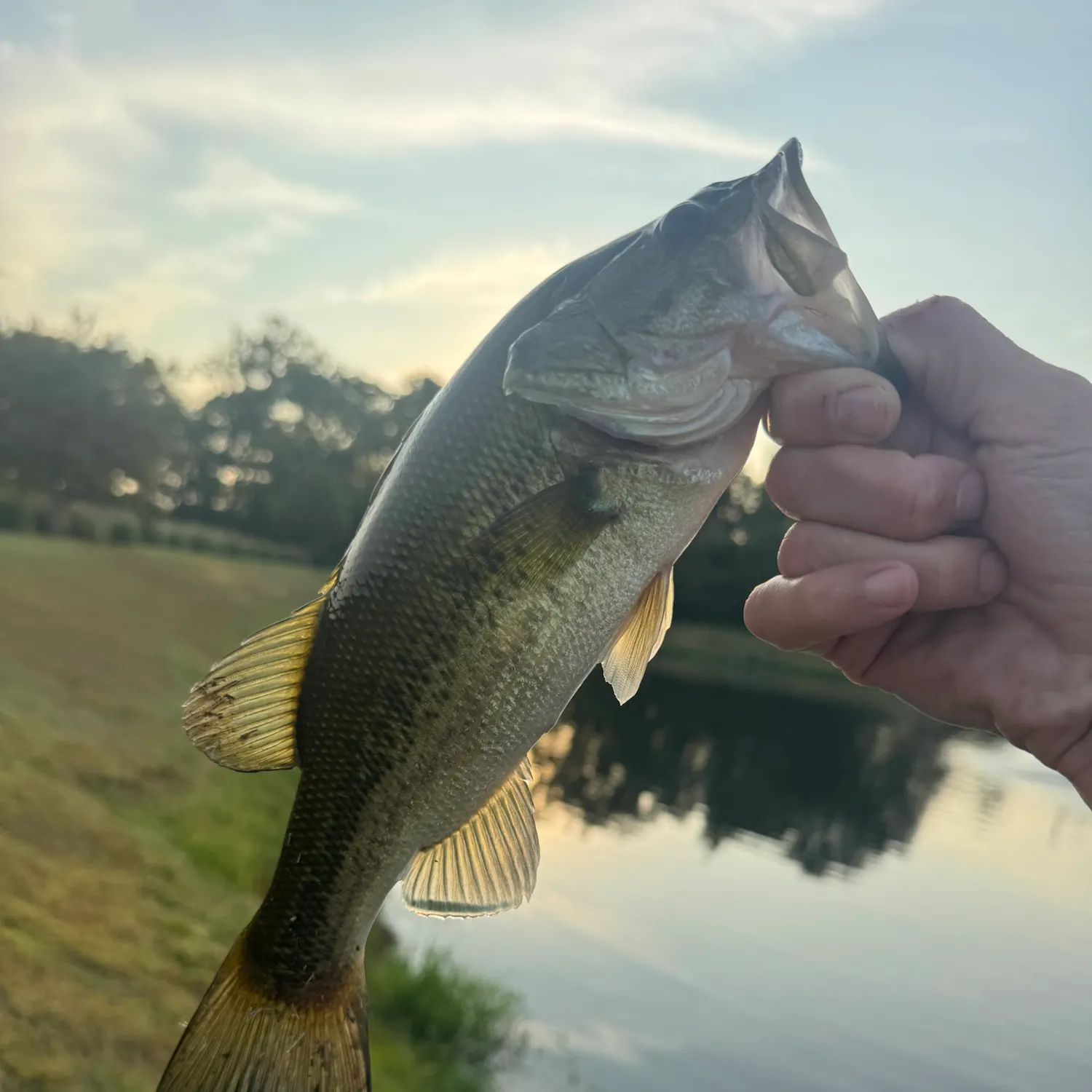 Largemouth bass caught on Fishbrain
