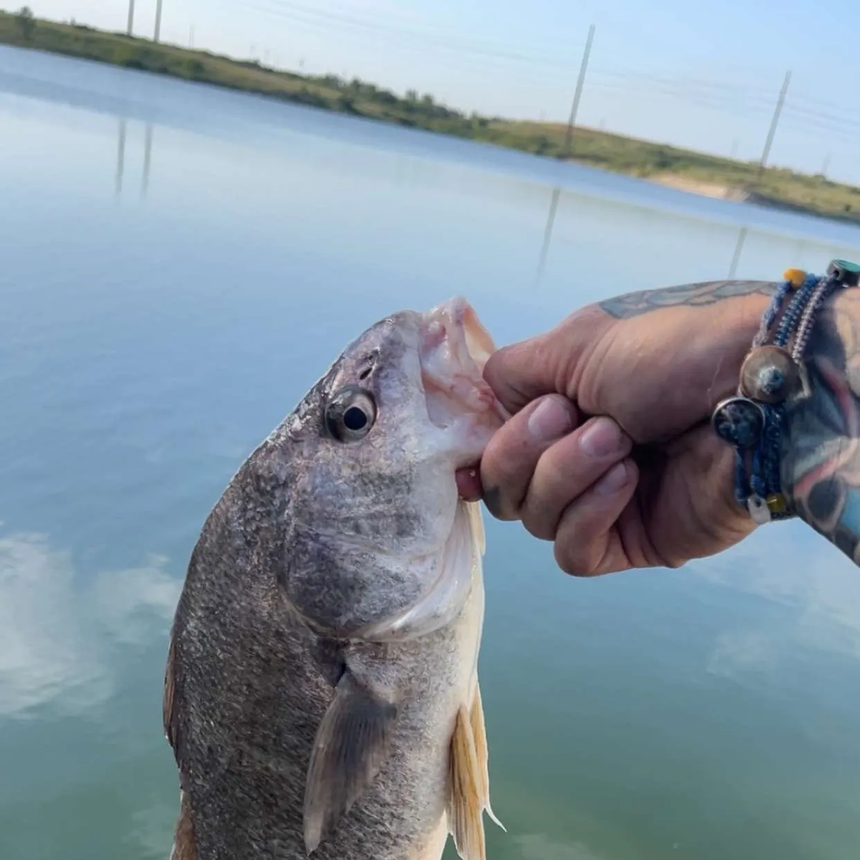 The most recent Freshwater drum catches on Fishbrain