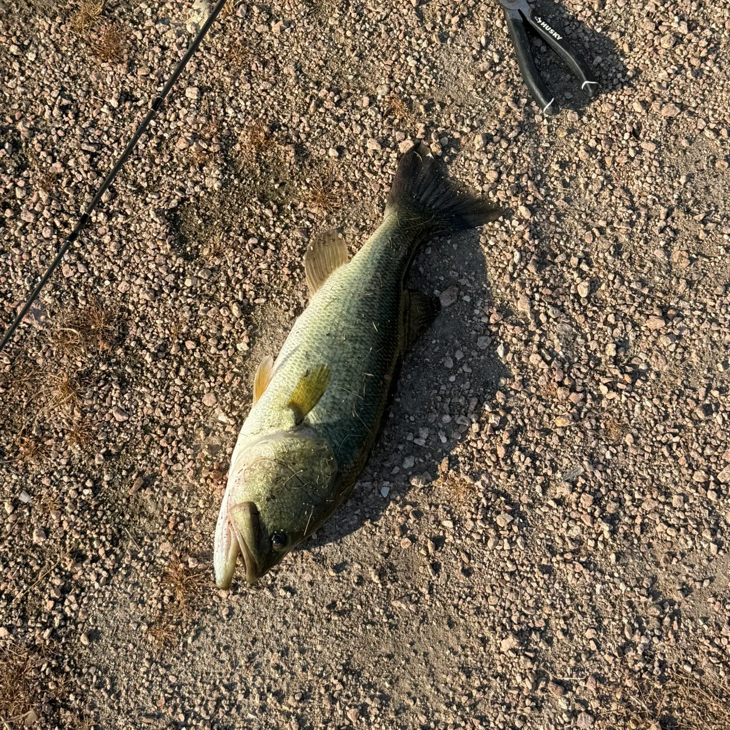Largemouth bass caught on Fishbrain